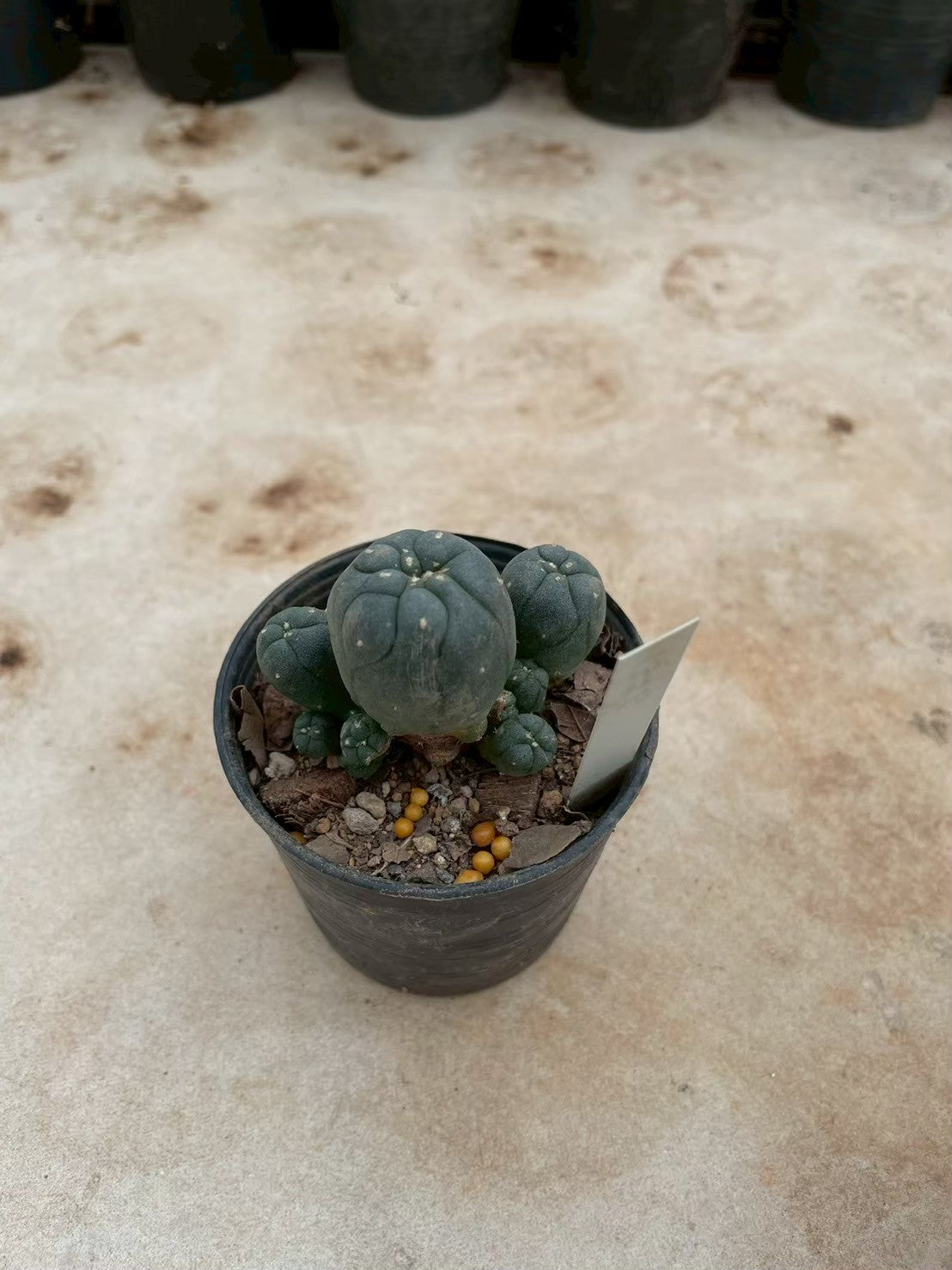 Lophophora williamsii – Peyote Cactus (3-4 cm, Own Root) 12 years old