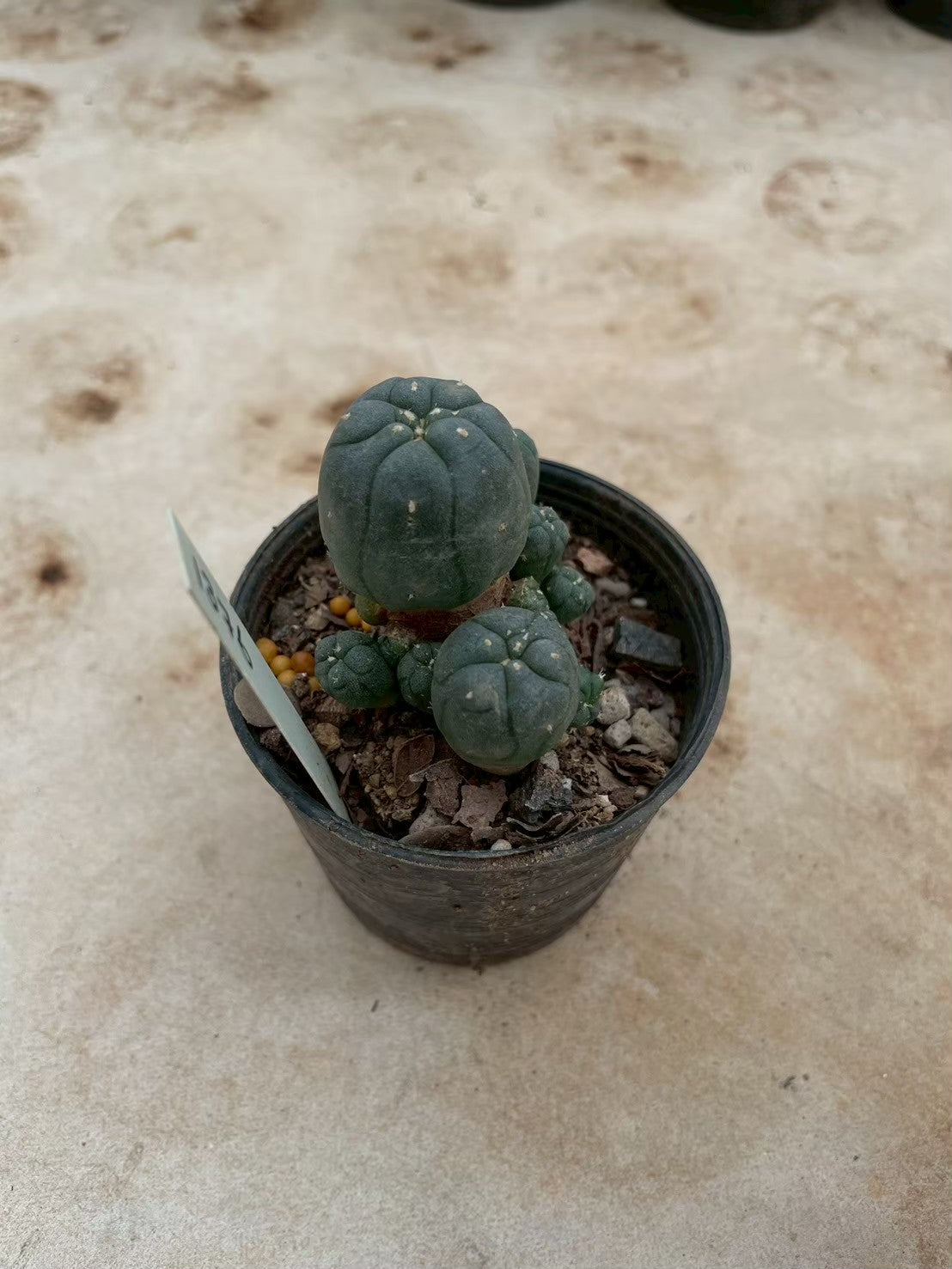 Lophophora williamsii – Peyote Cactus (3-4 cm, Own Root) 12 years old