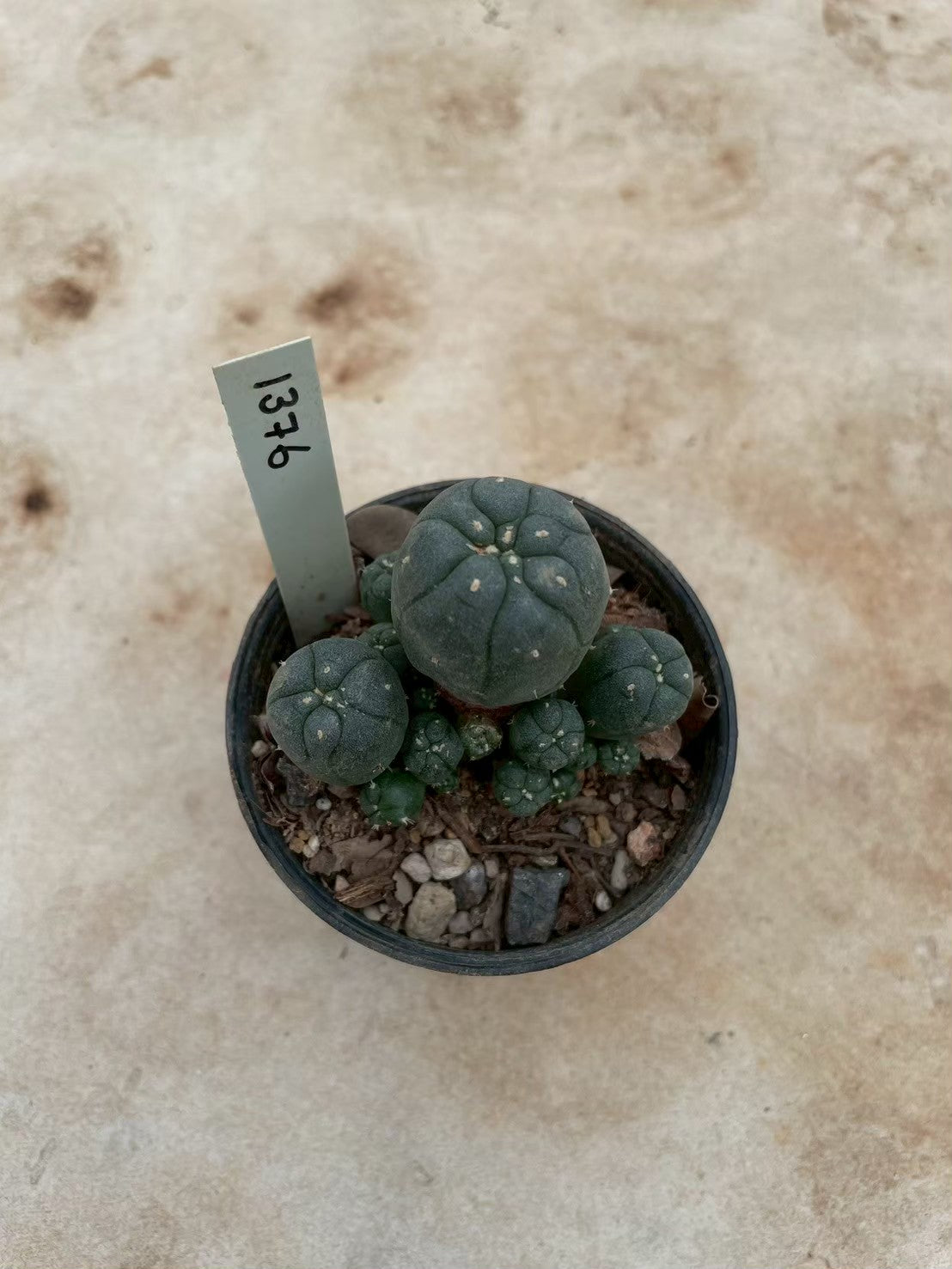 Lophophora williamsii – Peyote Cactus (3-4 cm, Own Root) 12 years old