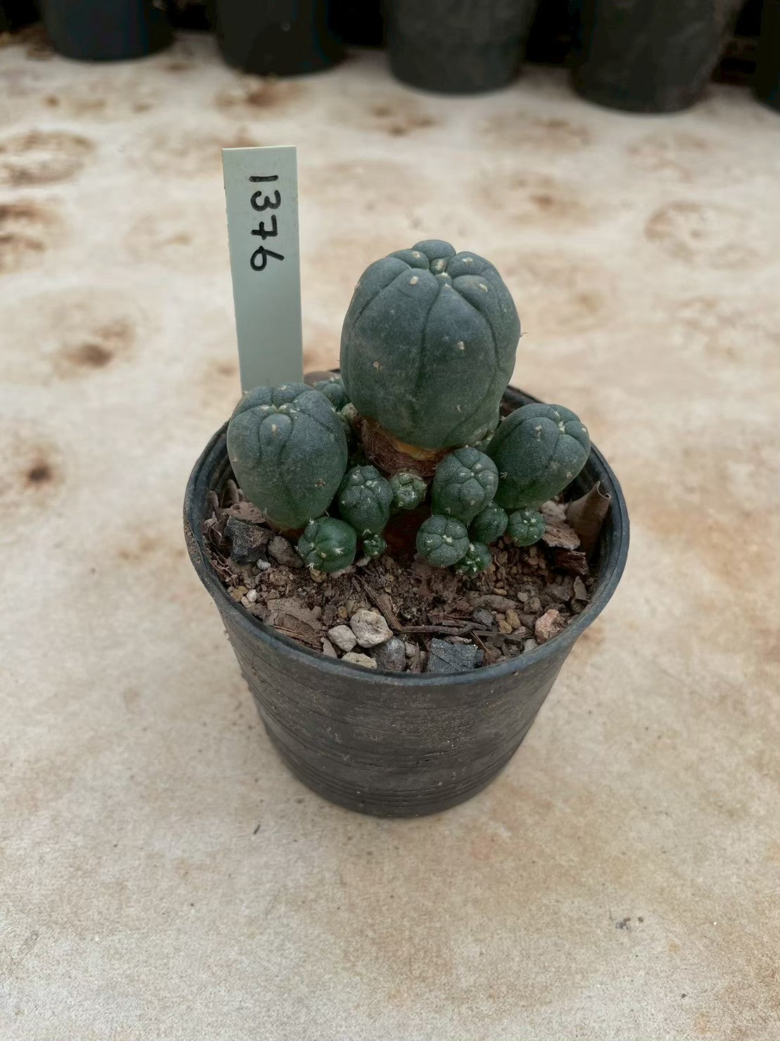 Lophophora williamsii – Peyote Cactus (3-4 cm, Own Root) 12 years old