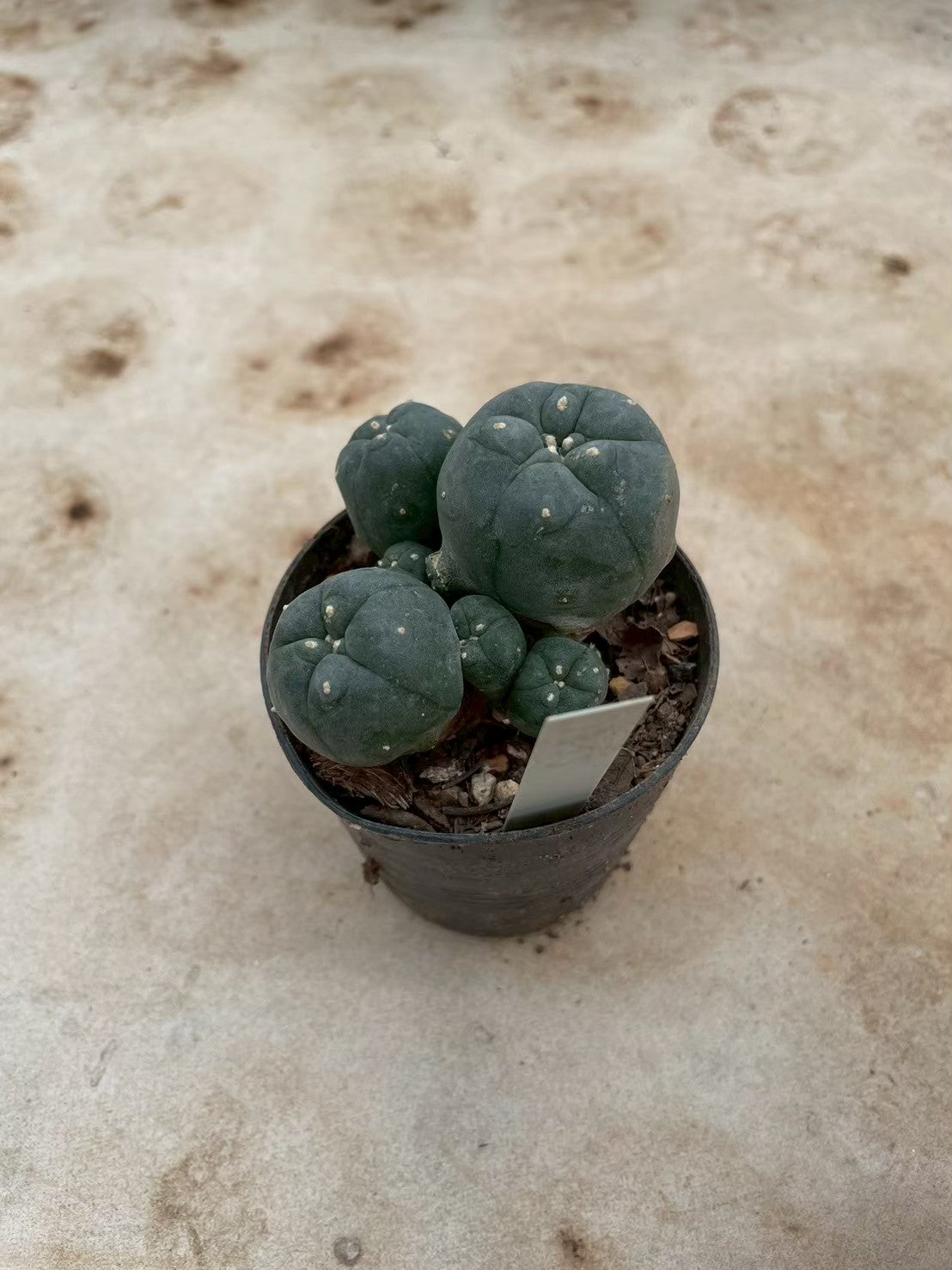 Lophophora williamsii – Peyote Cactus (3-4 cm, Own Root) 12 years old