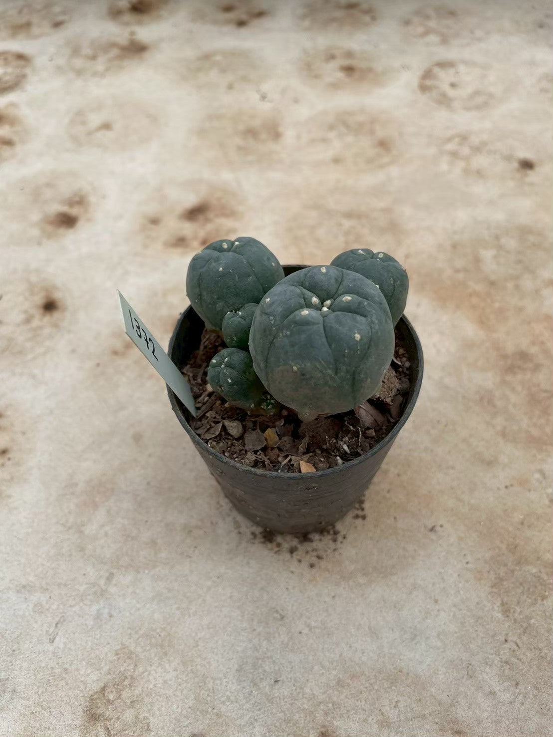 Lophophora williamsii – Peyote Cactus (3-4 cm, Own Root) 12 years old
