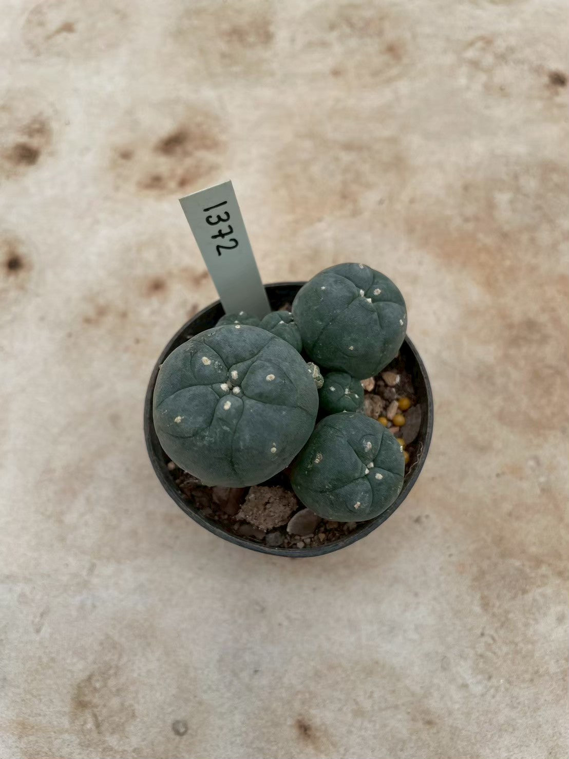 Lophophora williamsii – Peyote Cactus (3-4 cm, Own Root) 12 years old