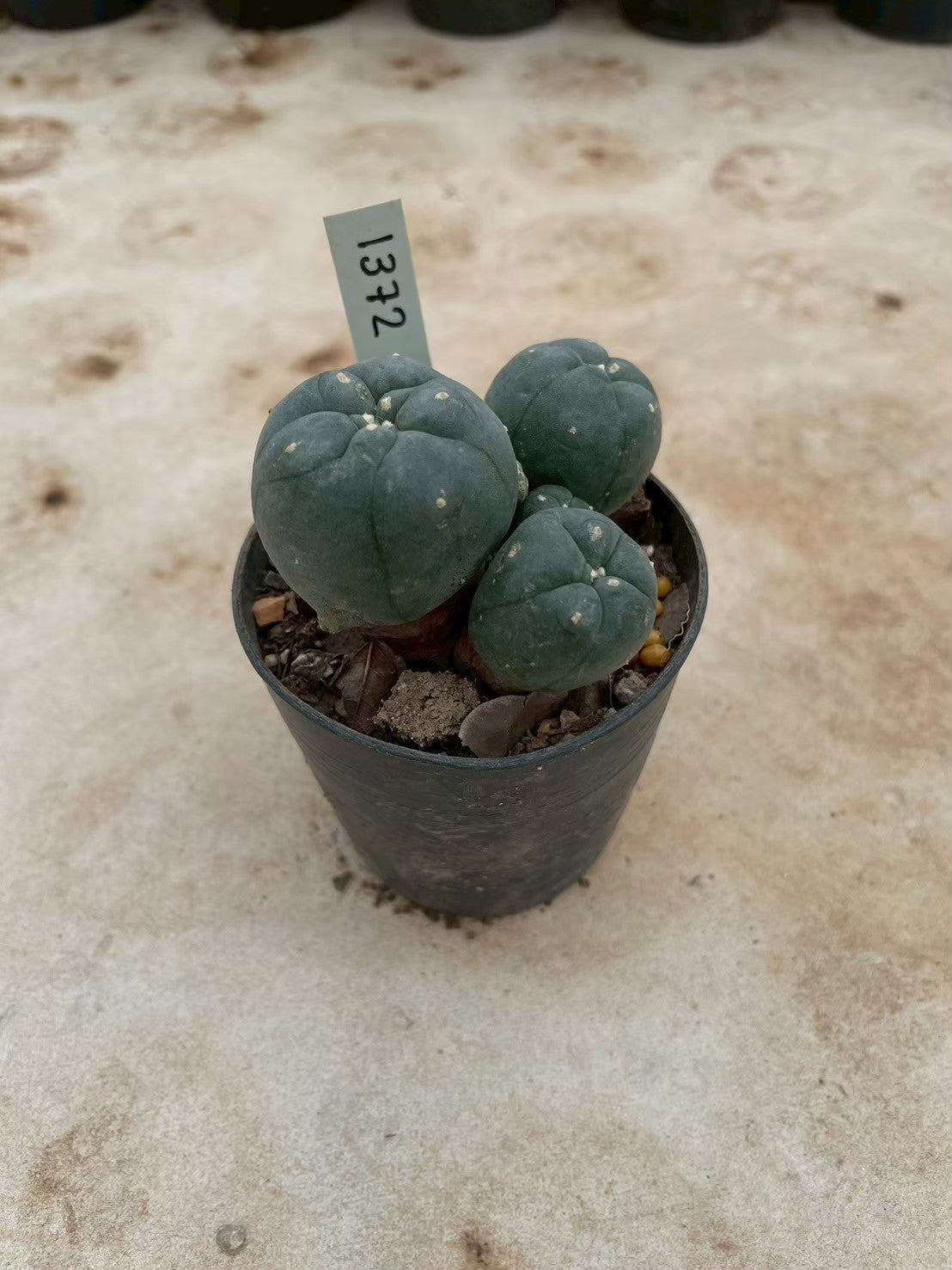 Lophophora williamsii – Peyote Cactus (3-4 cm, Own Root) 12 years old