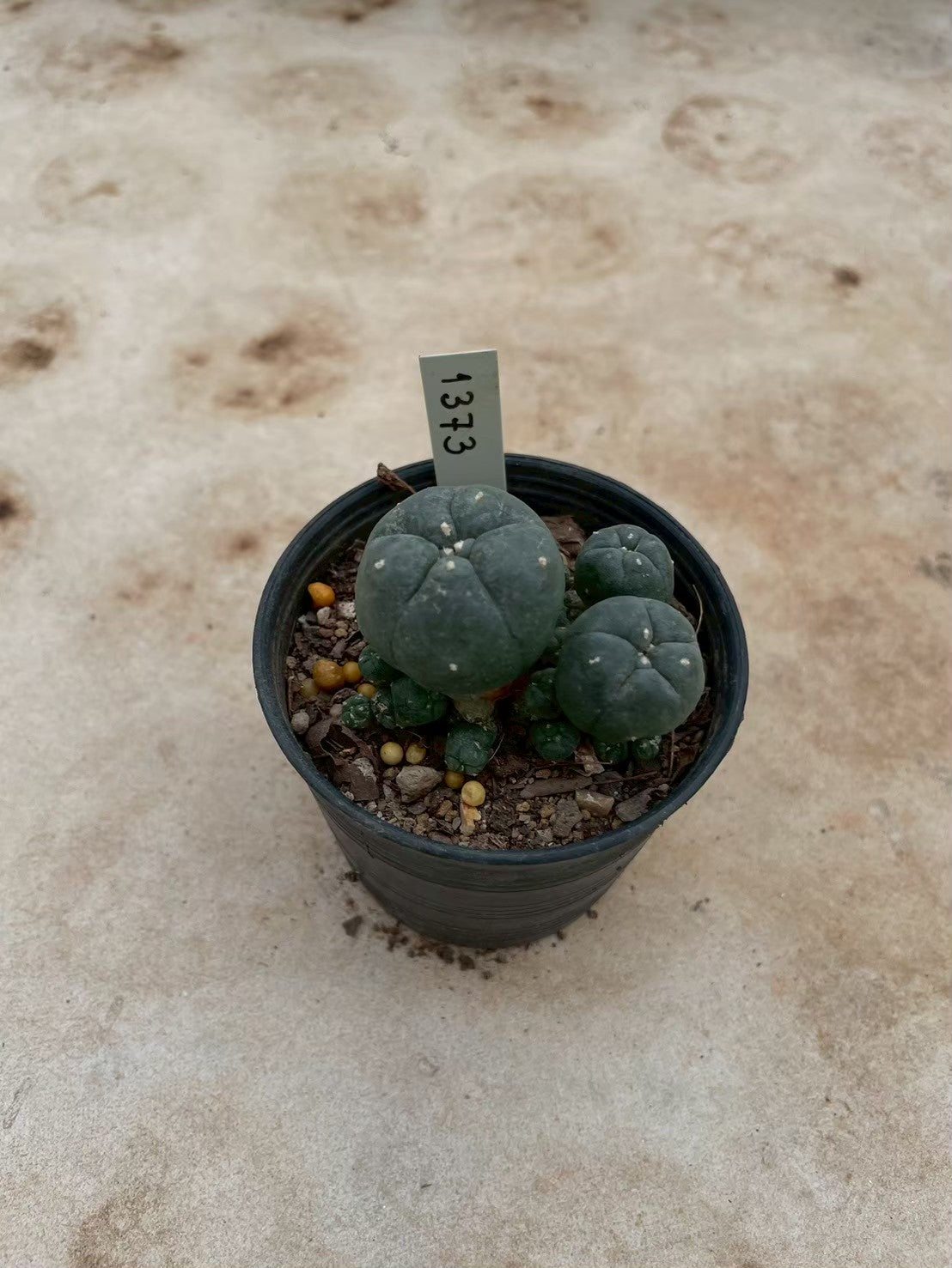 Lophophora williamsii – Peyote Cactus (3-4 cm, Own Root) 12 years old