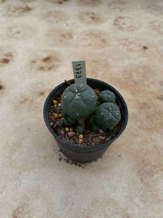 Lophophora williamsii – Peyote Cactus (3-4 cm, Own Root) 12 years old