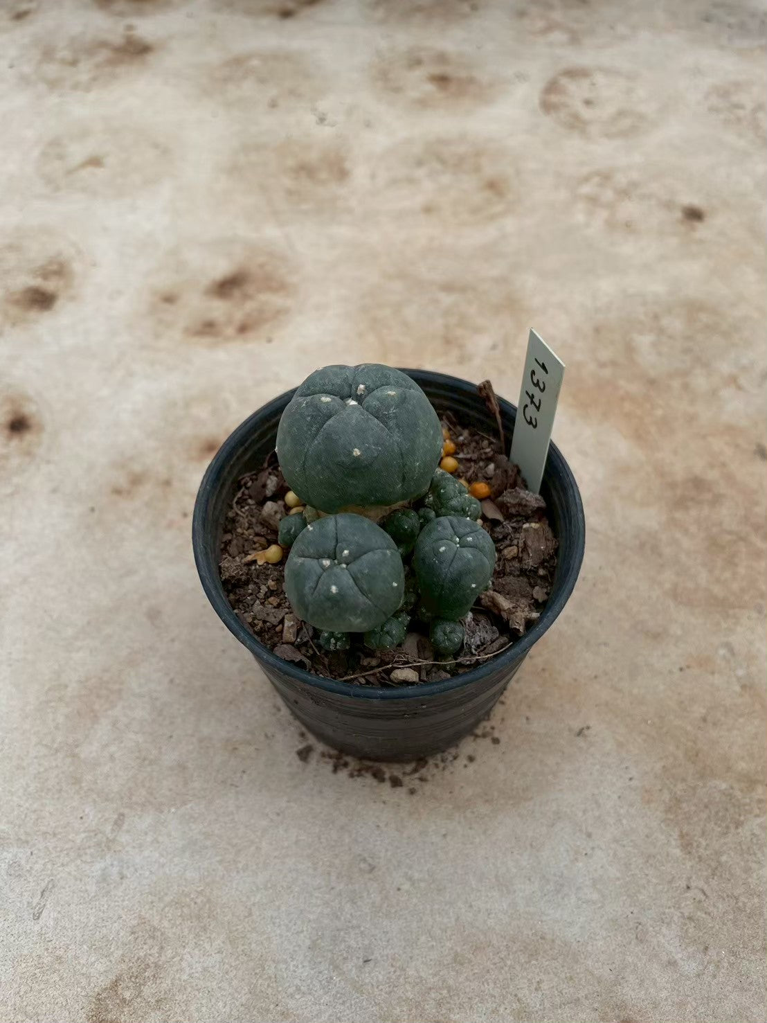 Lophophora williamsii – Peyote Cactus (3-4 cm, Own Root) 12 years old