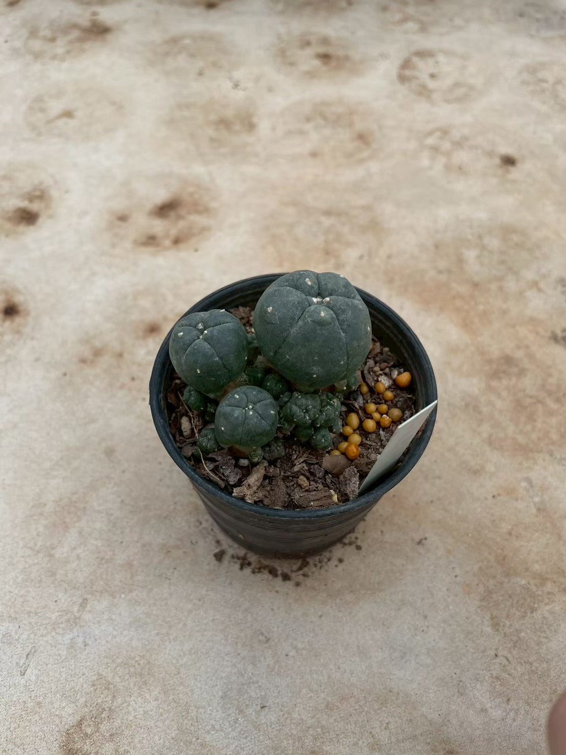 Lophophora williamsii – Peyote Cactus (3-4 cm, Own Root) 12 years old