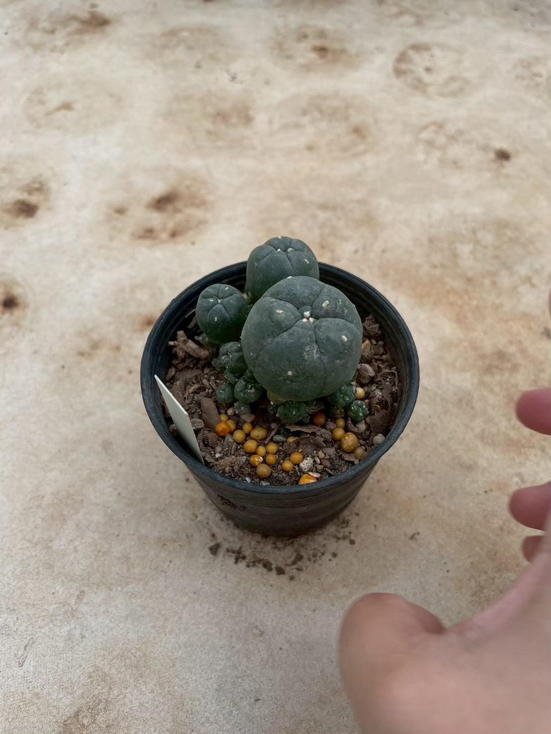 Lophophora williamsii – Peyote Cactus (3-4 cm, Own Root) 12 years old