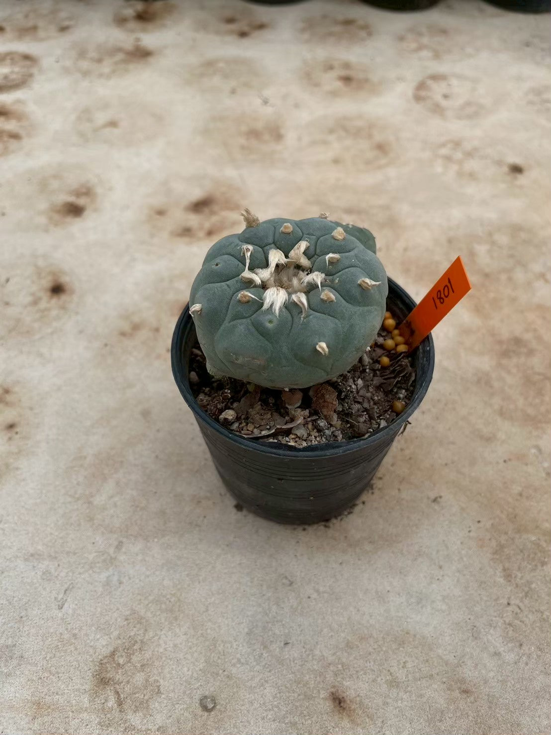 Lophophora williamsii – Peyote Cactus (3-4 cm, Own Root) 12 years old