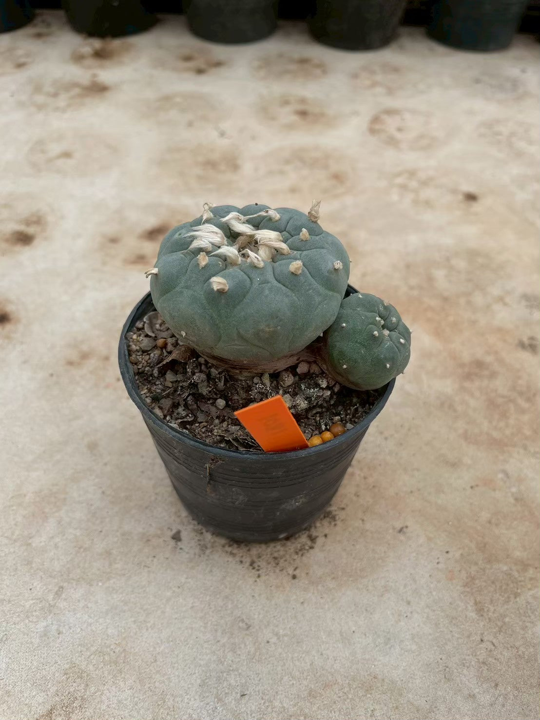 Lophophora williamsii – Peyote Cactus (3-4 cm, Own Root) 12 years old