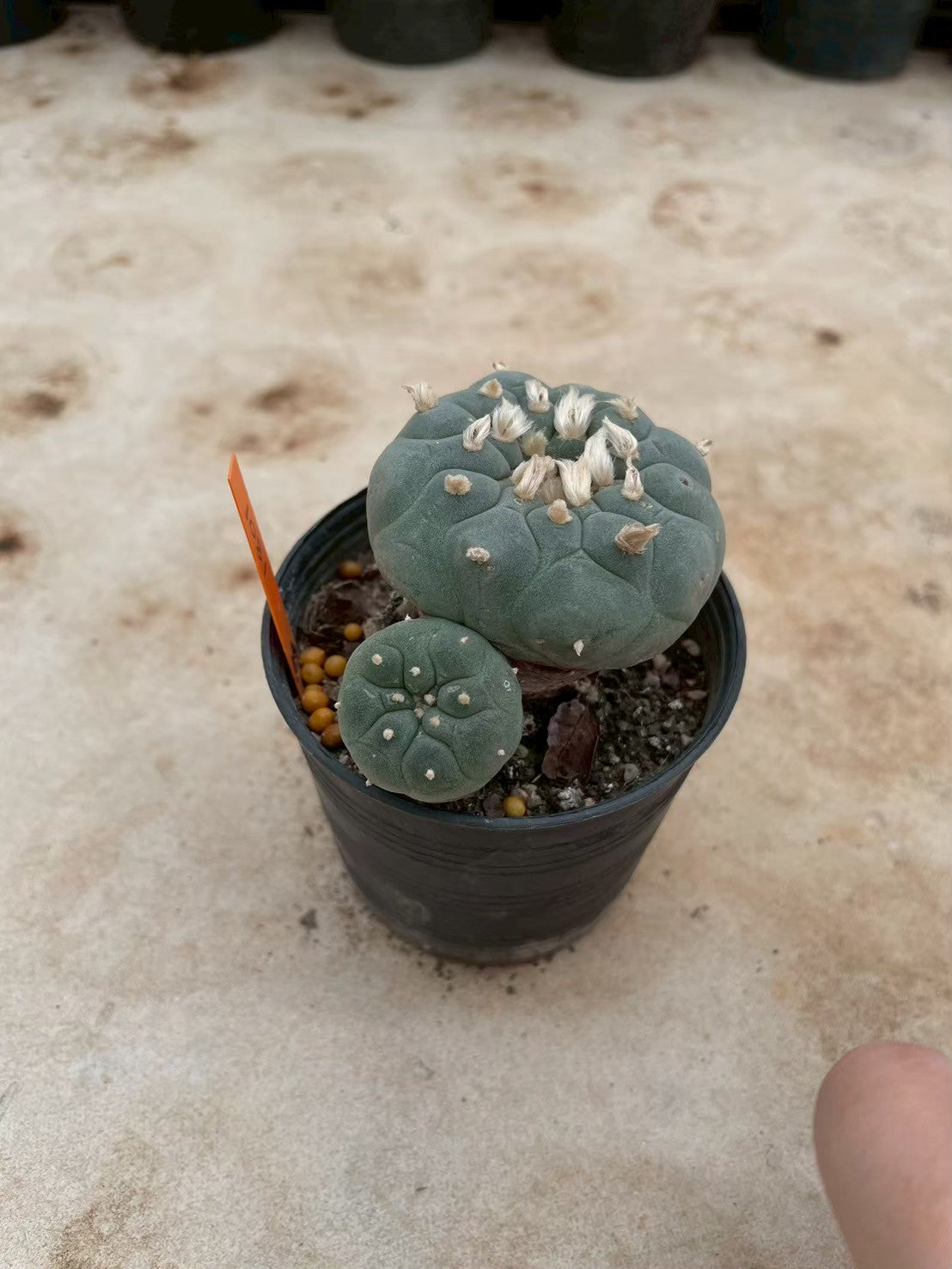 Lophophora williamsii – Peyote Cactus (3-4 cm, Own Root) 12 years old