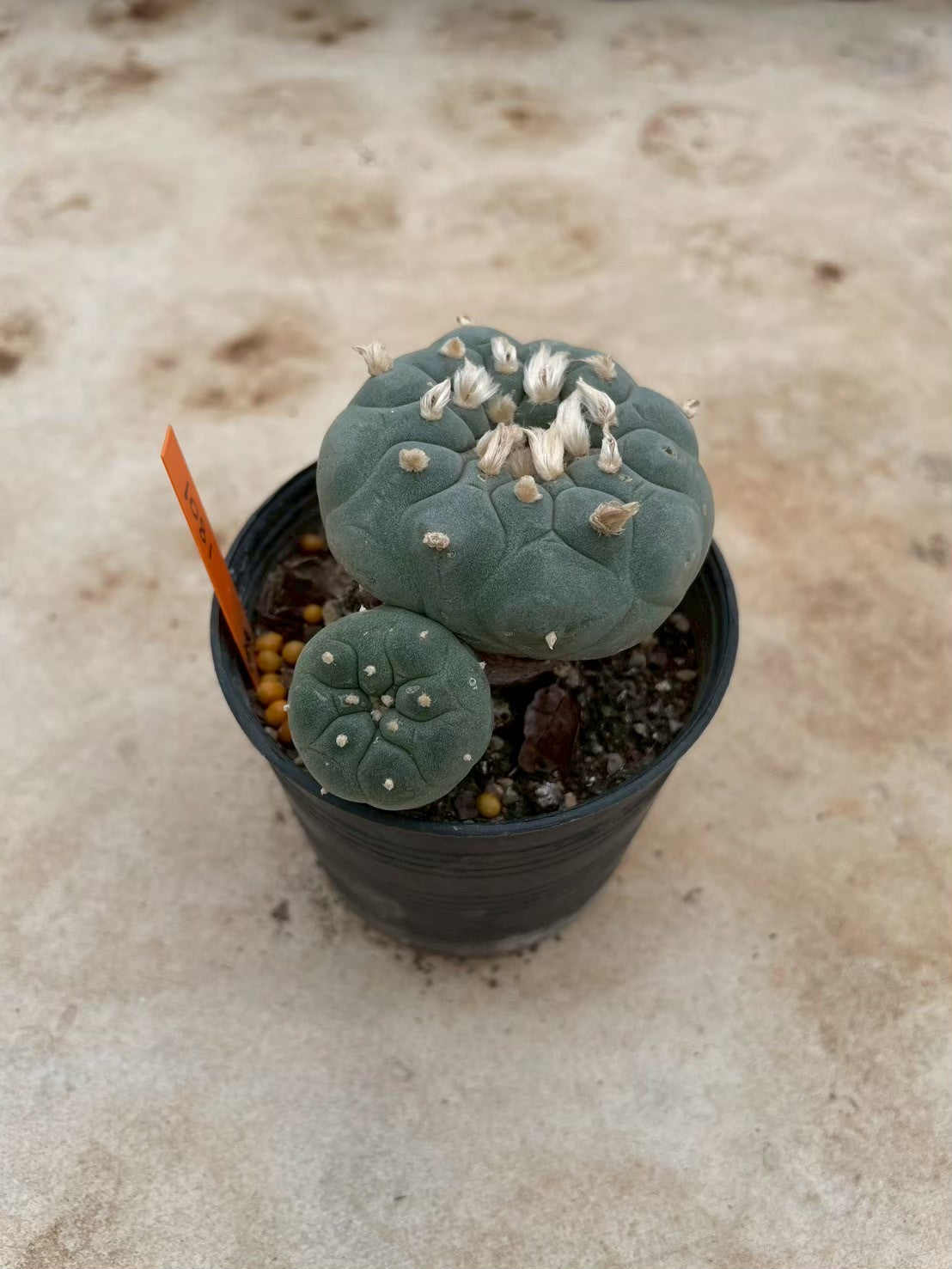 Lophophora williamsii – Peyote Cactus (3-4 cm, Own Root) 12 years old