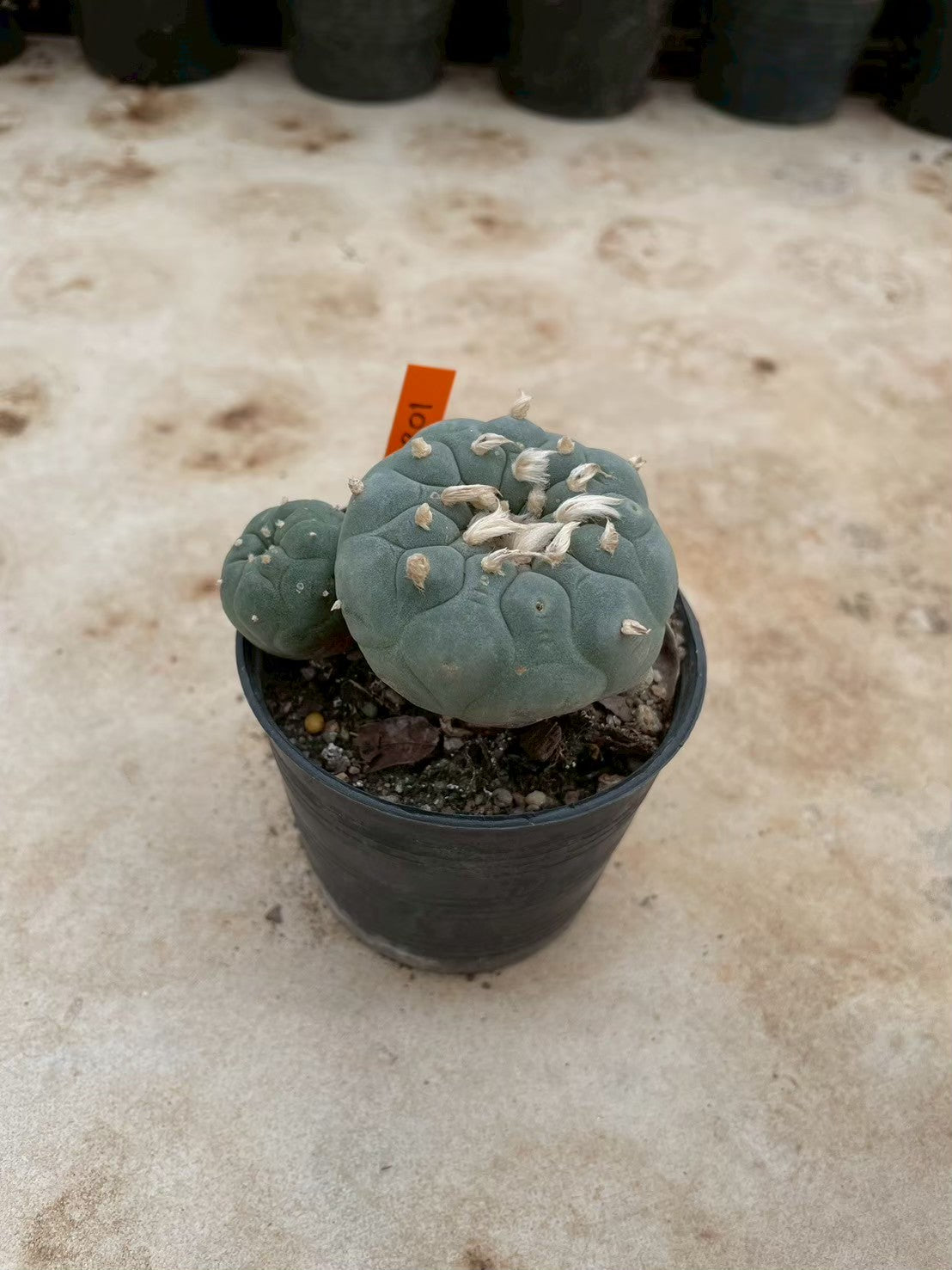 Lophophora williamsii – Peyote Cactus (3-4 cm, Own Root) 12 years old