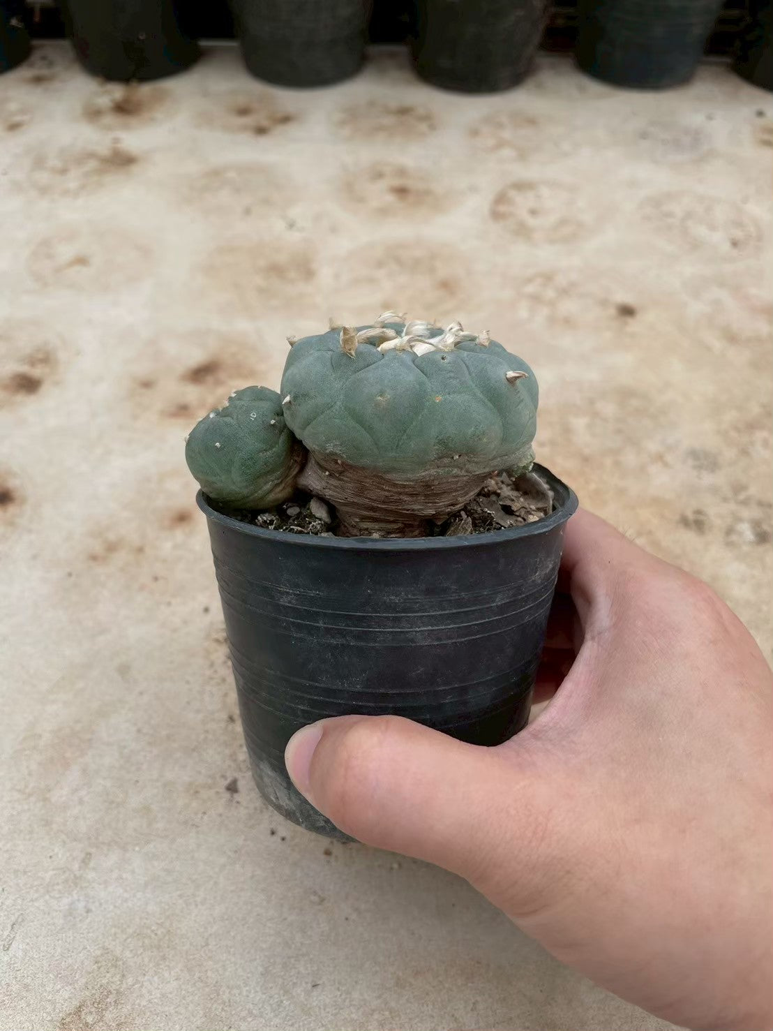 Lophophora williamsii – Peyote Cactus (3-4 cm, Own Root) 12 years old