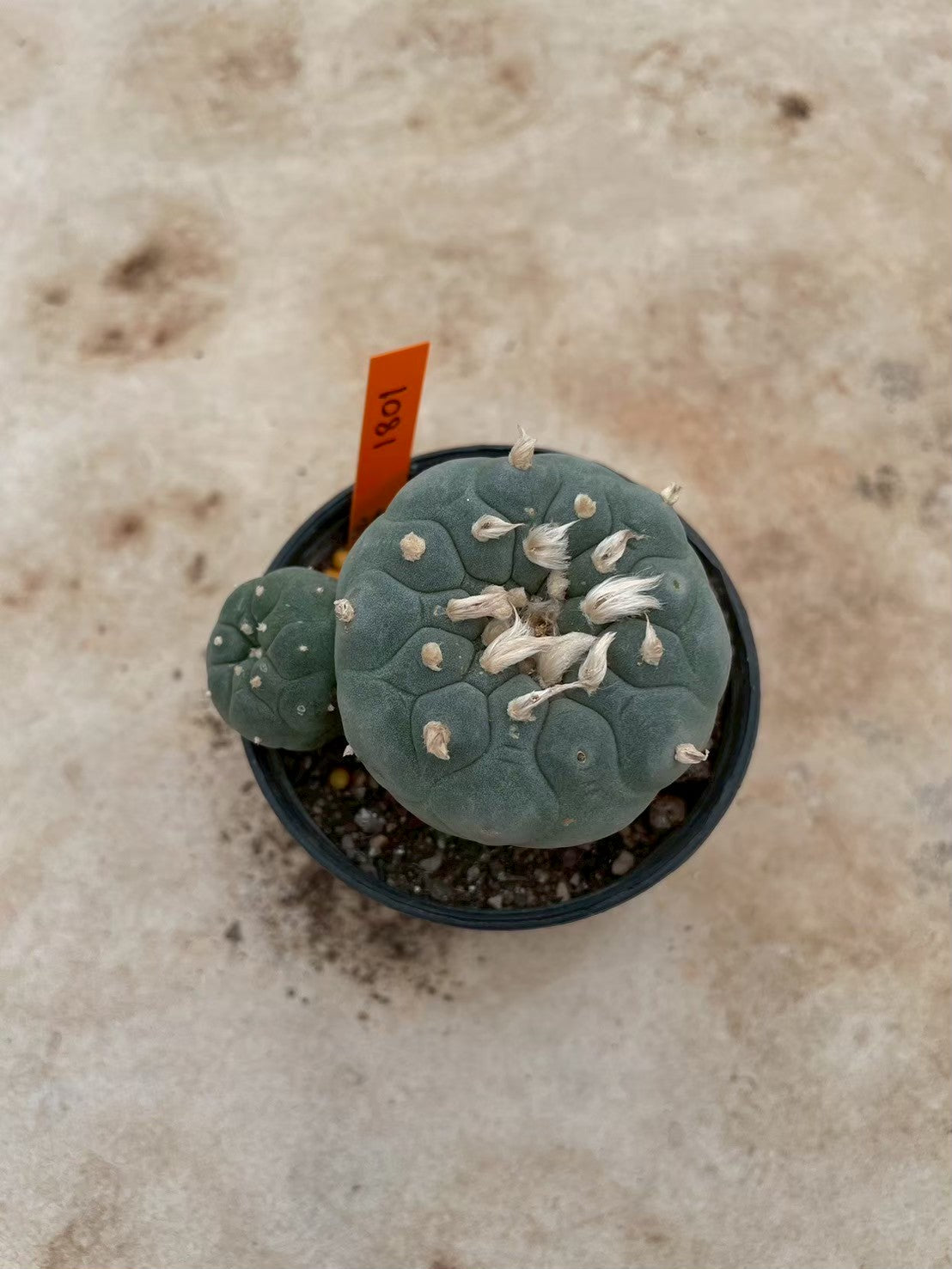 Lophophora williamsii – Peyote Cactus (3-4 cm, Own Root) 12 years old