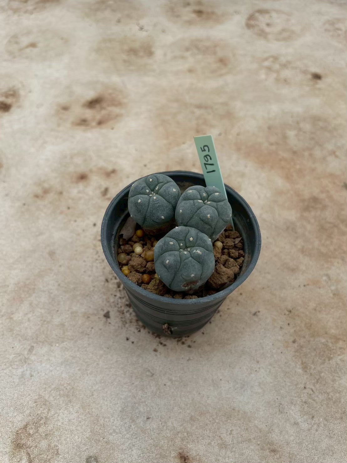 Lophophora williamsii – Peyote Cactus (3-4 cm, Own Root) 12 years old