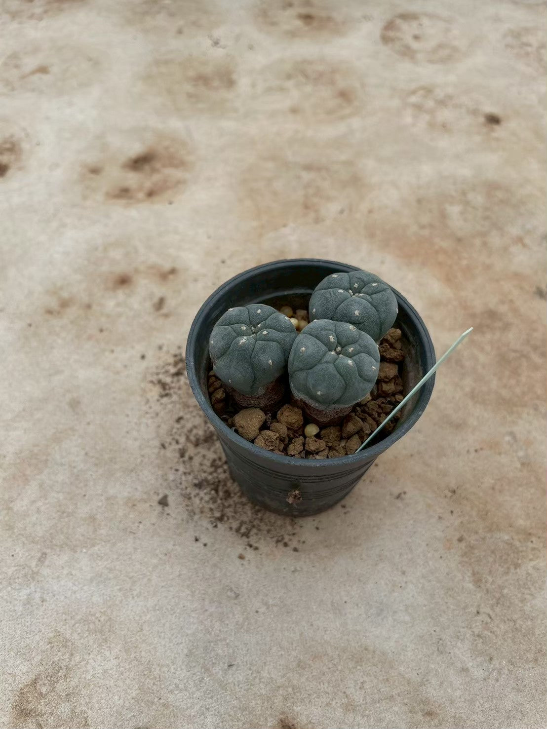 Lophophora williamsii – Peyote Cactus (3-4 cm, Own Root) 12 years old