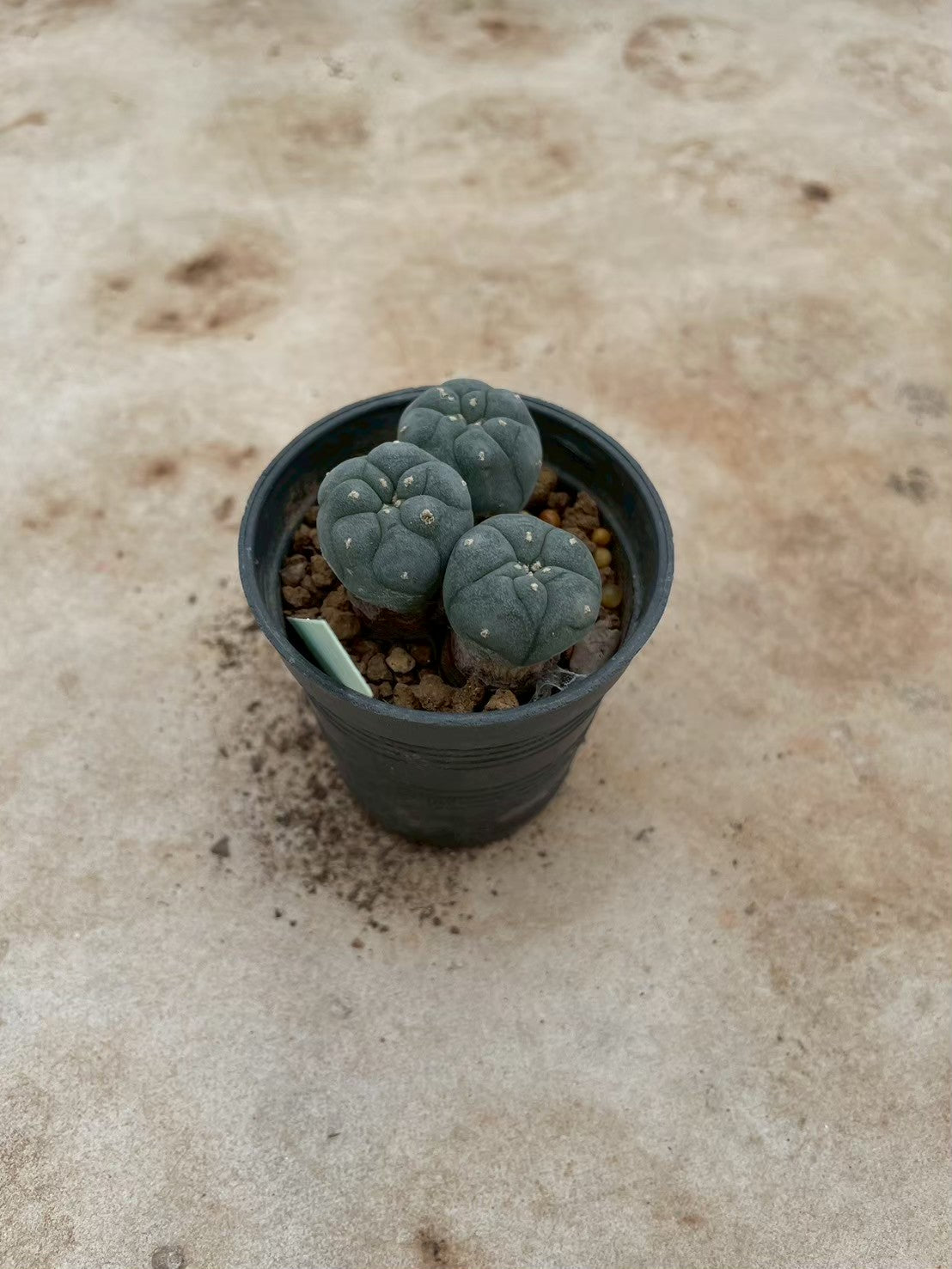 Lophophora williamsii – Peyote Cactus (3-4 cm, Own Root) 12 years old
