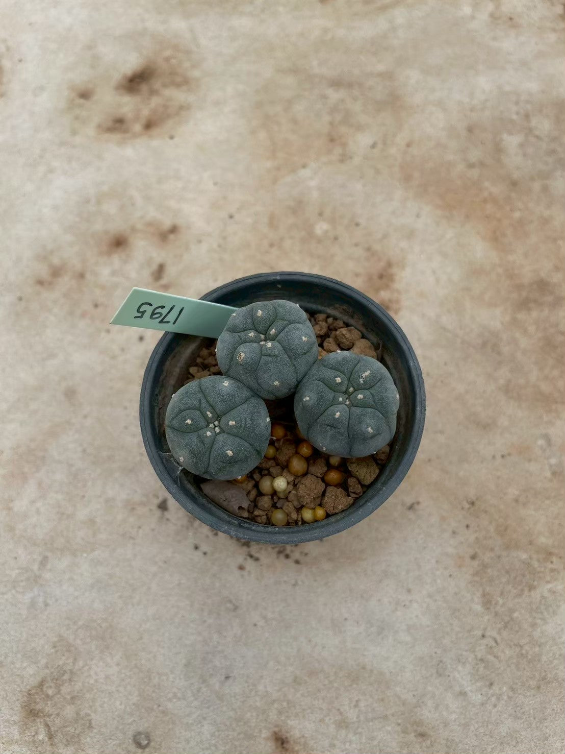 Lophophora williamsii – Peyote Cactus (3-4 cm, Own Root) 12 years old