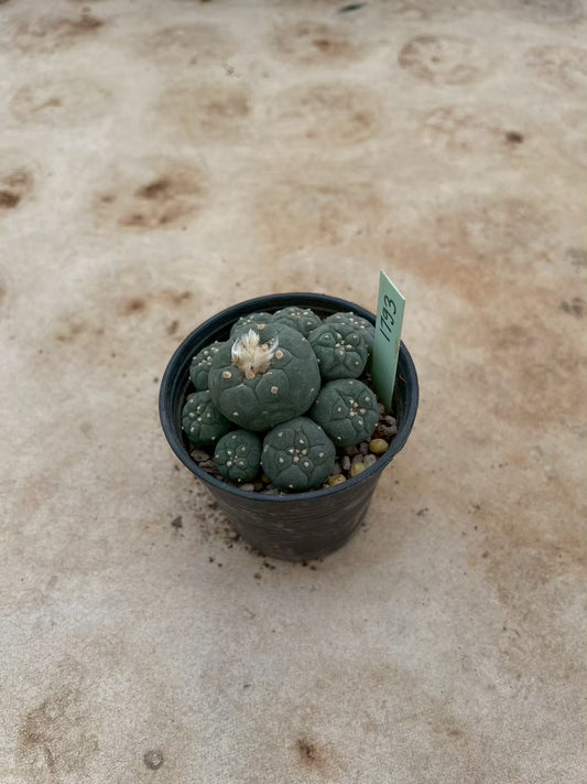 Lophophora williamsii – Peyote Cactus (3-4 cm, Own Root) 12 years old