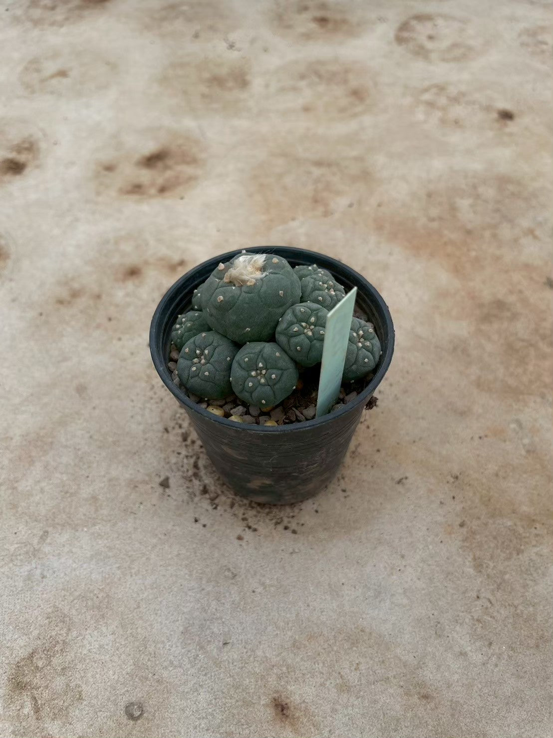 Lophophora williamsii – Peyote Cactus (3-4 cm, Own Root) 12 years old