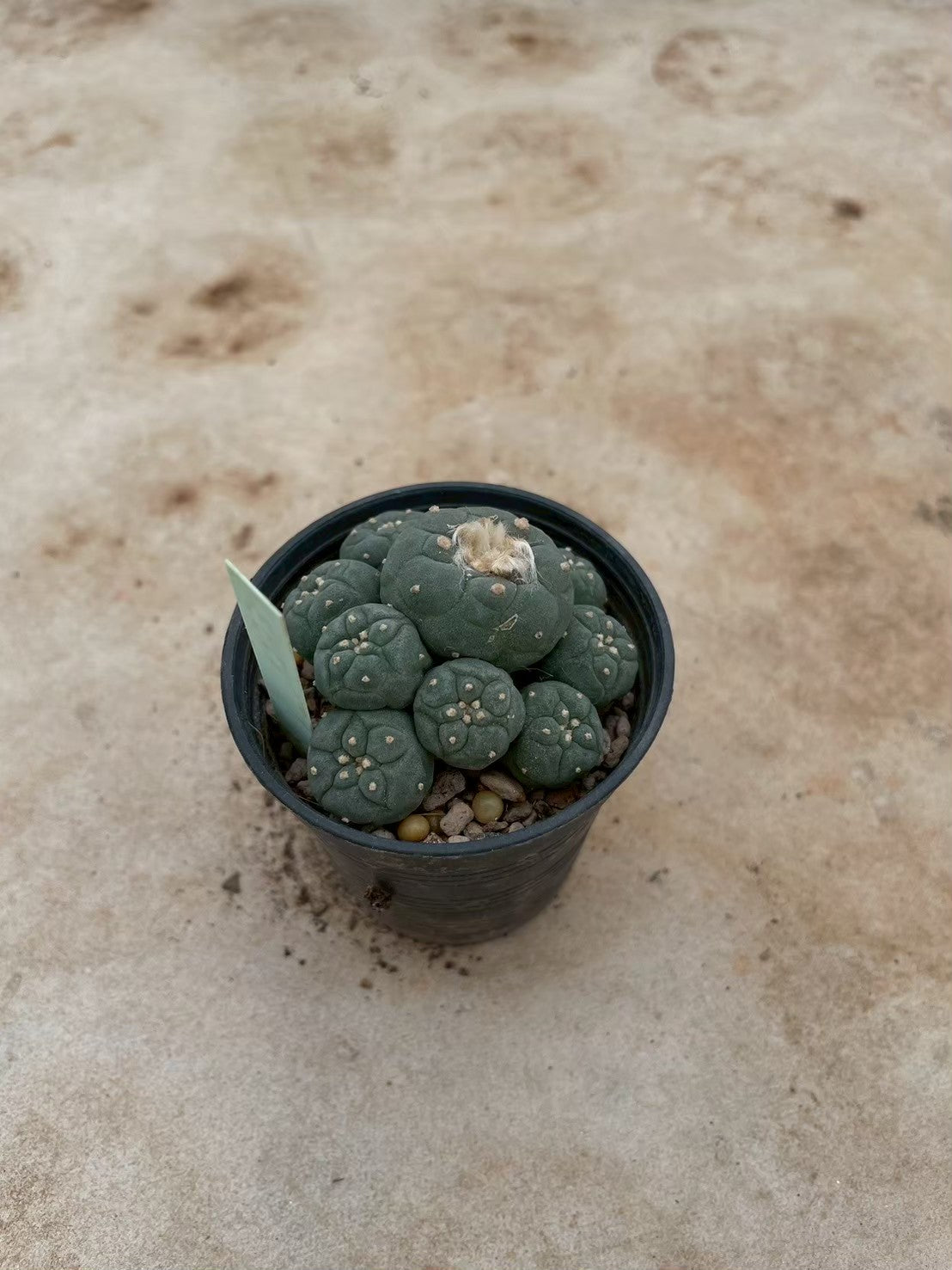 Lophophora williamsii – Peyote Cactus (3-4 cm, Own Root) 12 years old