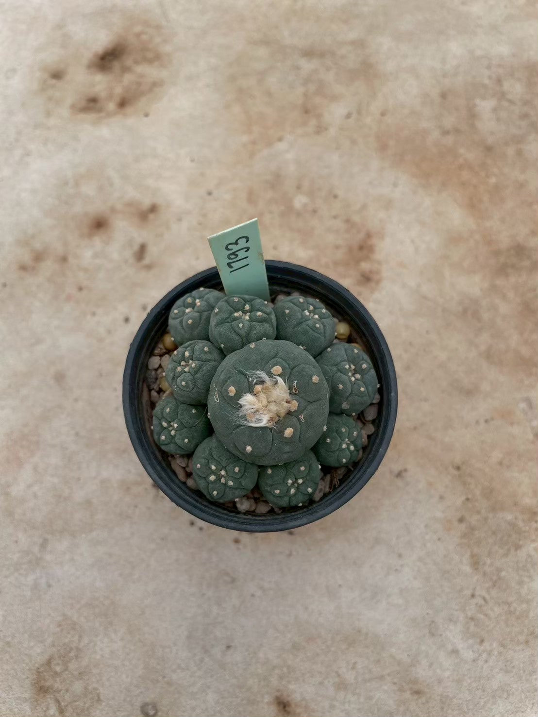 Lophophora williamsii – Peyote Cactus (3-4 cm, Own Root) 12 years old