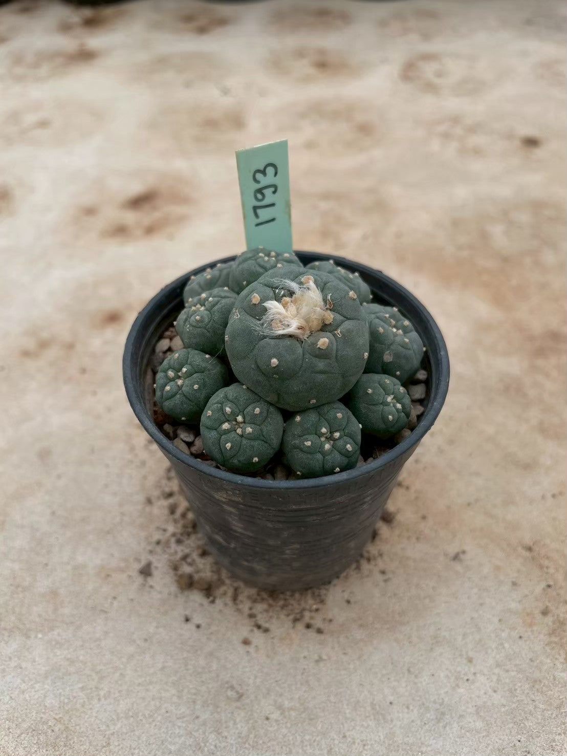 Lophophora williamsii – Peyote Cactus (3-4 cm, Own Root) 12 years old