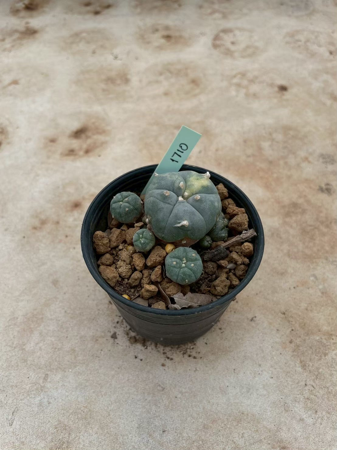 Lophophora williamsii variegate – Peyote Cactus (3-4 cm, Own Root) 12 years old