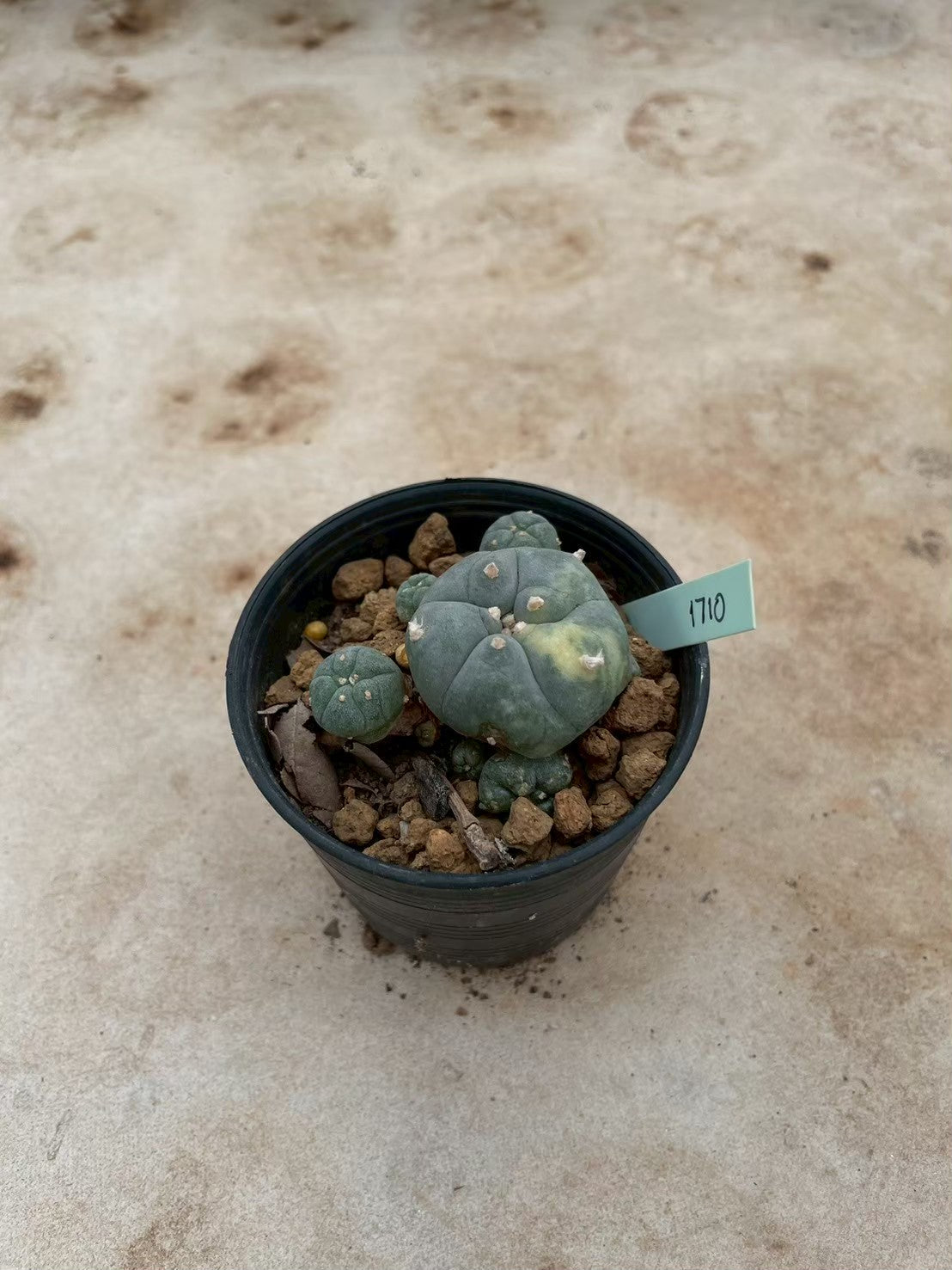 Lophophora williamsii variegate – Peyote Cactus (3-4 cm, Own Root) 12 years old