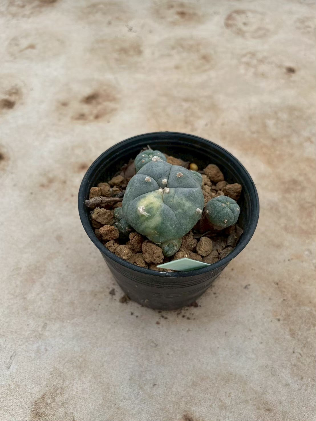 Lophophora williamsii variegate – Peyote Cactus (3-4 cm, Own Root) 12 years old