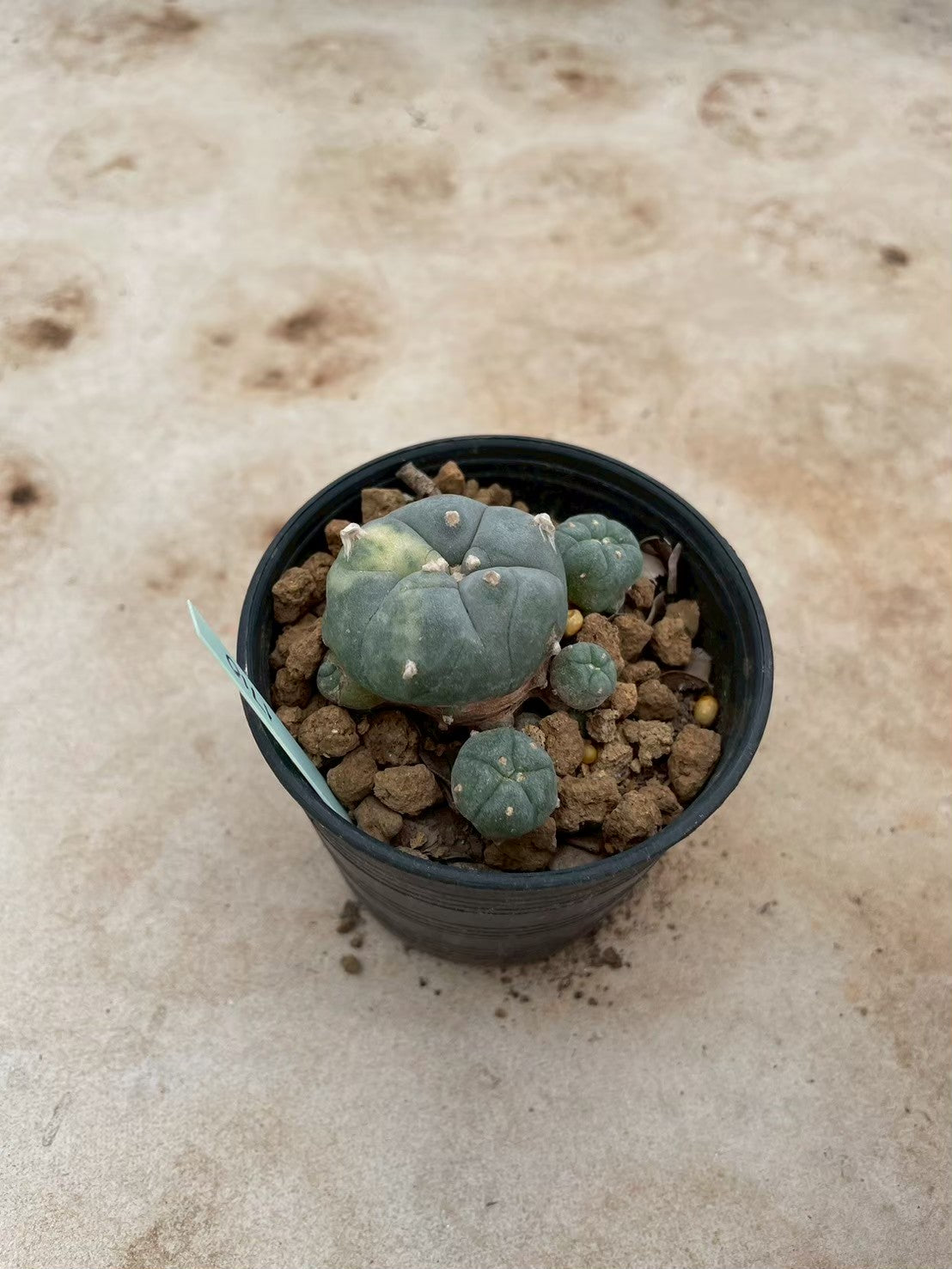 Lophophora williamsii variegate – Peyote Cactus (3-4 cm, Own Root) 12 years old