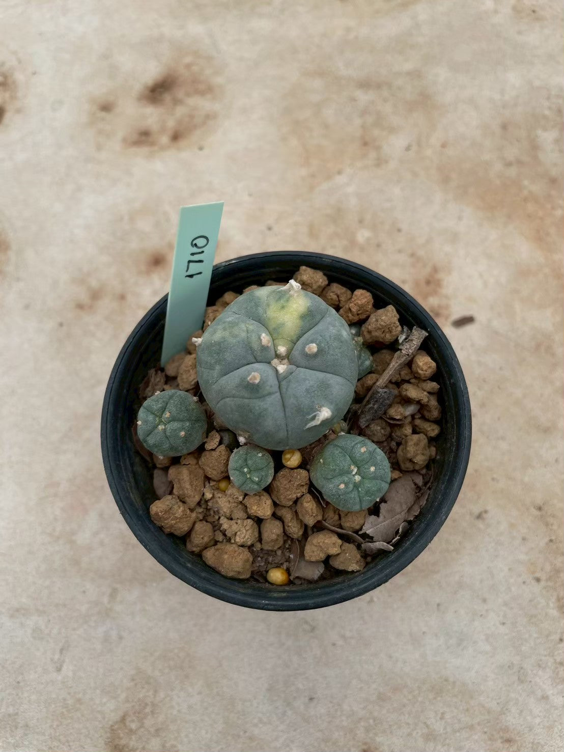 Lophophora williamsii variegate – Peyote Cactus (3-4 cm, Own Root) 12 years old