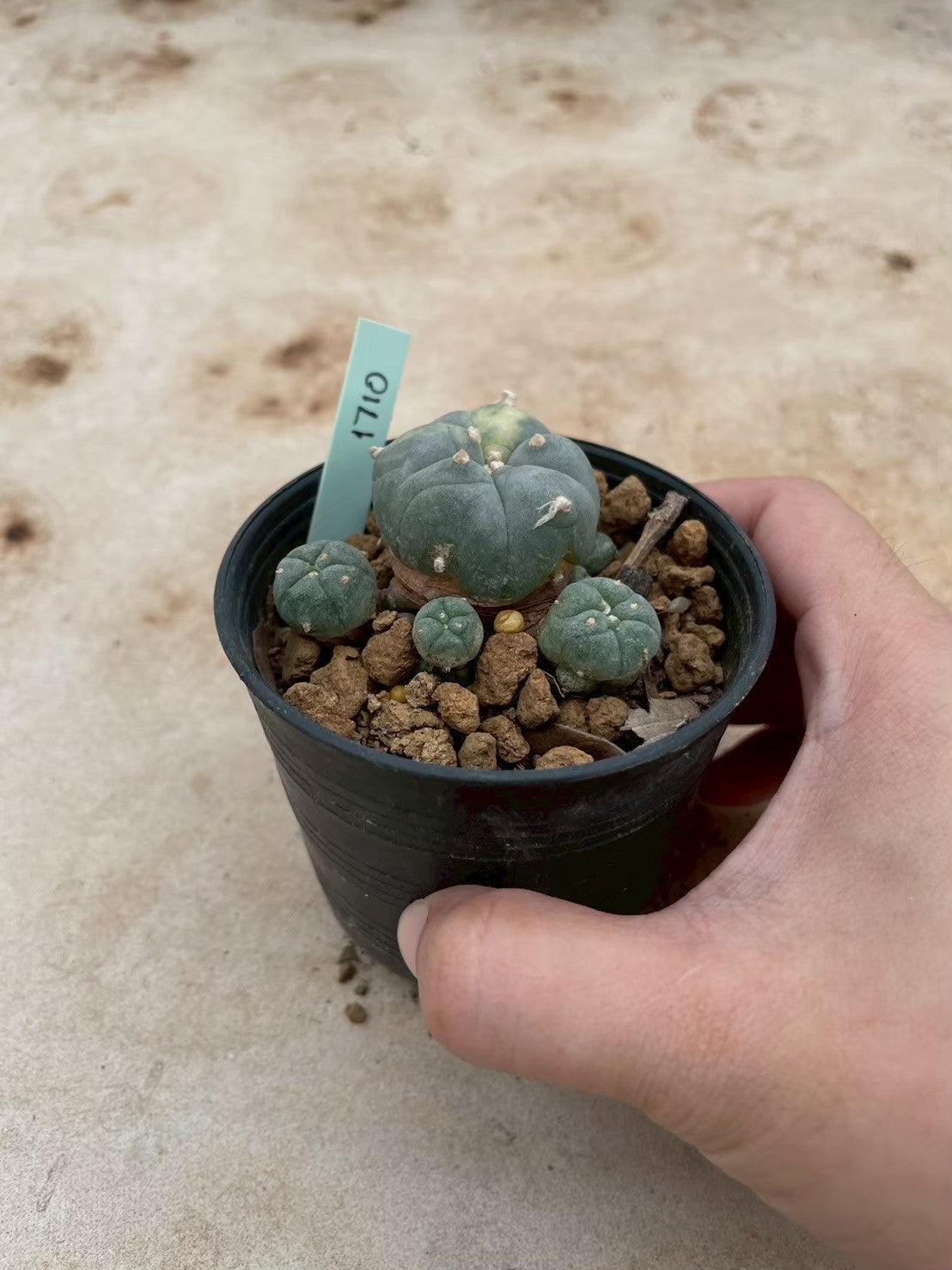 Lophophora williamsii variegate – Peyote Cactus (3-4 cm, Own Root) 12 years old