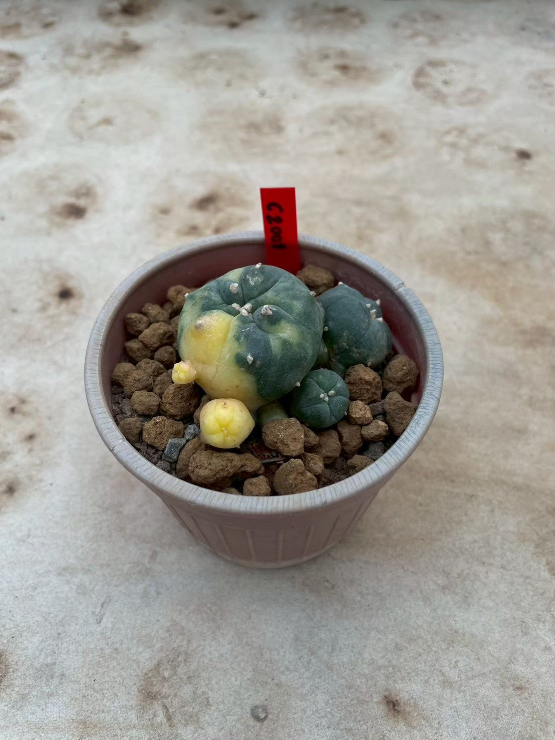 Lophophora williamsii variegata  – Peyote Cactus (3-4 cm, Own Root)