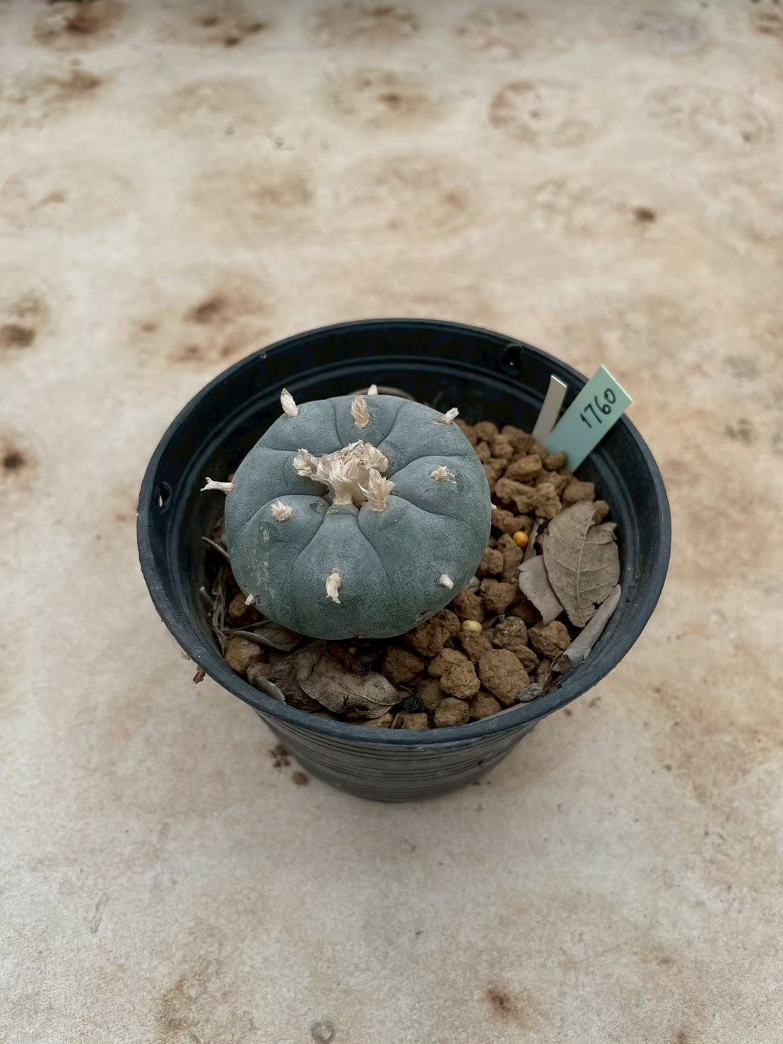 Lophophora williamsii – Peyote Cactus (3-4 cm, Own Root) 12 years old