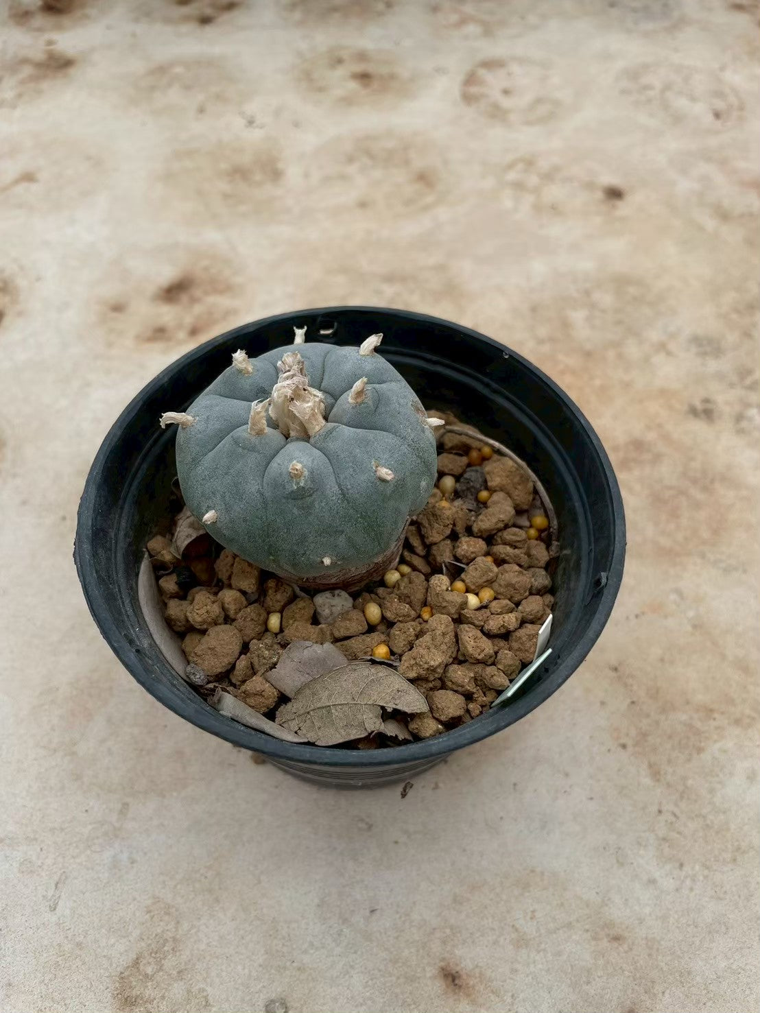 Lophophora williamsii – Peyote Cactus (3-4 cm, Own Root) 12 years old