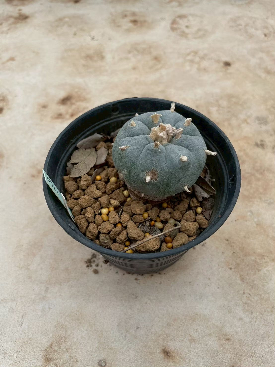 Lophophora williamsii – Peyote Cactus (3-4 cm, Own Root) 12 years old