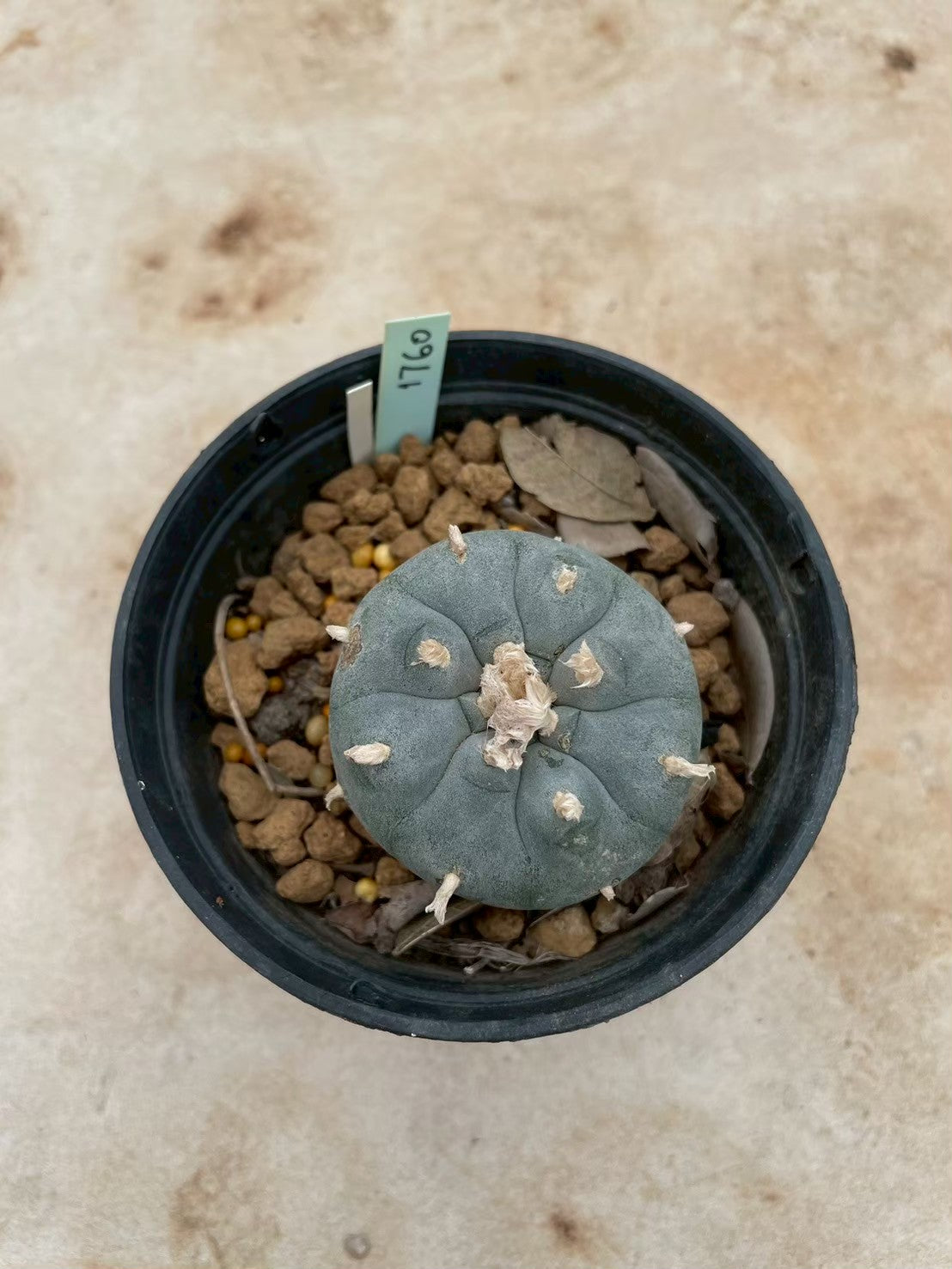 Lophophora williamsii – Peyote Cactus (3-4 cm, Own Root) 12 years old