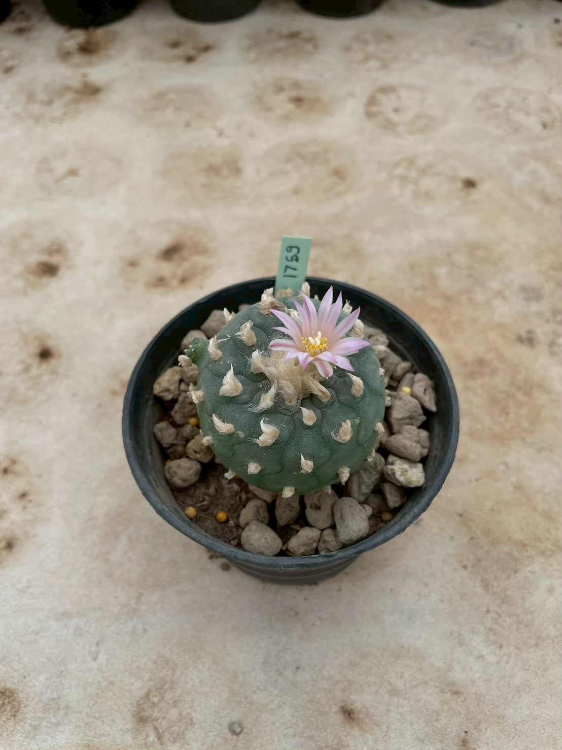 Lophophora williamsii – Peyote Cactus (3-4 cm, Own Root) 12 years old