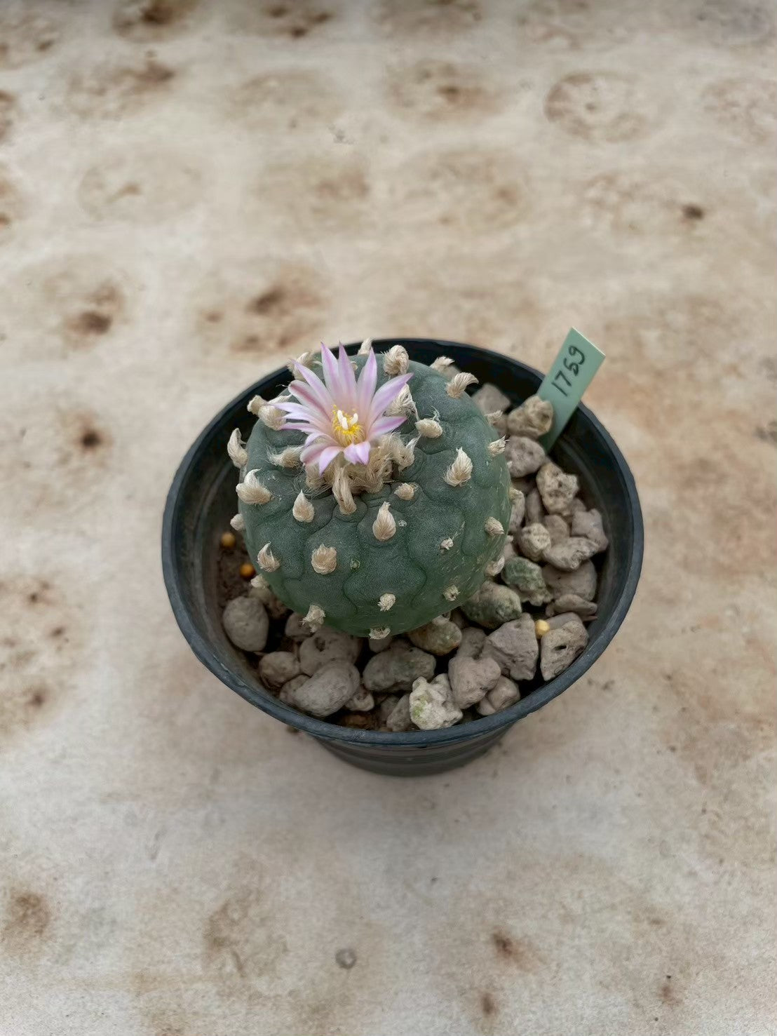 Lophophora williamsii – Peyote Cactus (3-4 cm, Own Root) 12 years old