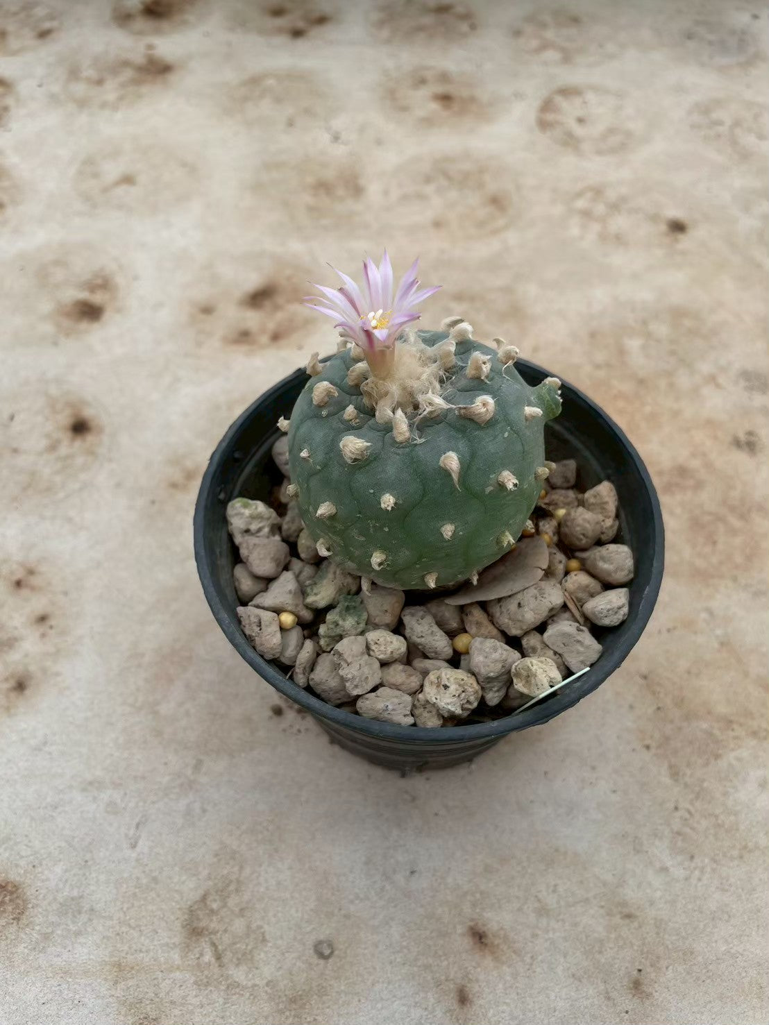 Lophophora williamsii – Peyote Cactus (3-4 cm, Own Root) 12 years old