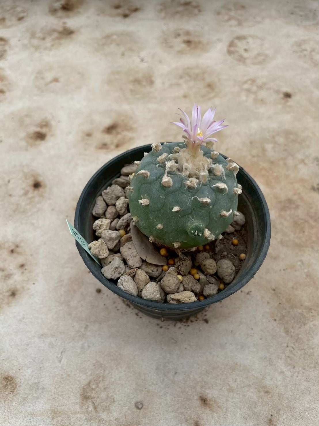 Lophophora williamsii – Peyote Cactus (3-4 cm, Own Root) 12 years old
