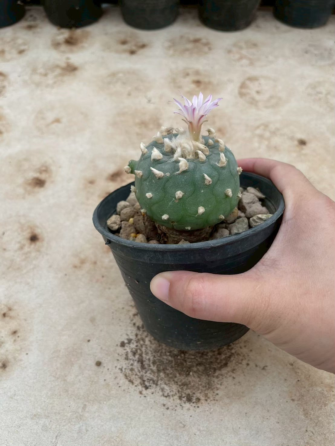 Lophophora williamsii – Peyote Cactus (3-4 cm, Own Root) 12 years old
