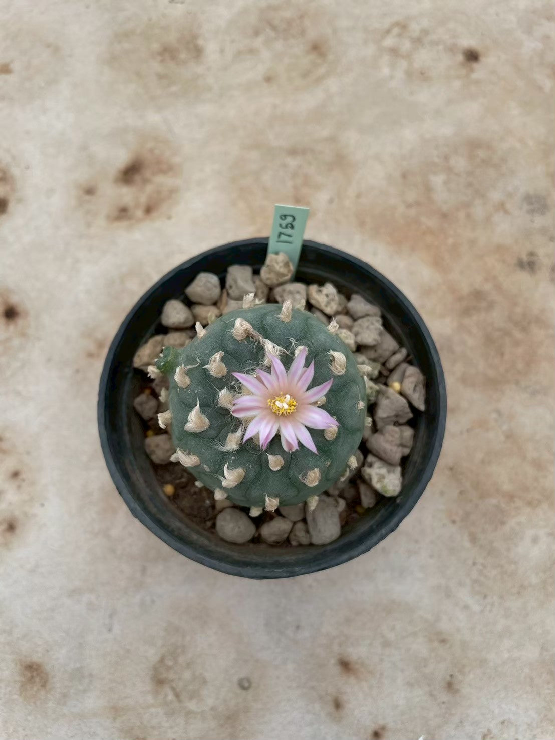 Lophophora williamsii – Peyote Cactus (3-4 cm, Own Root) 12 years old