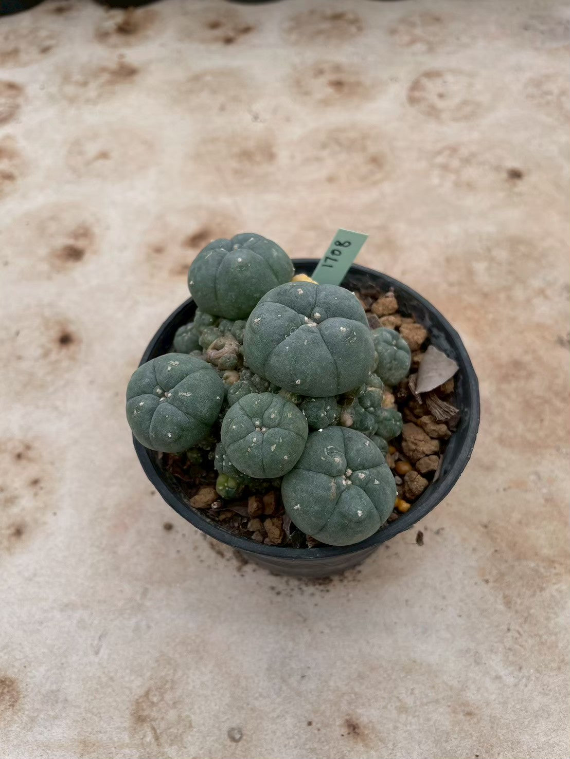 Lophophora williamsii variegate – Peyote Cactus (3-4 cm, Own Root) 12 years old