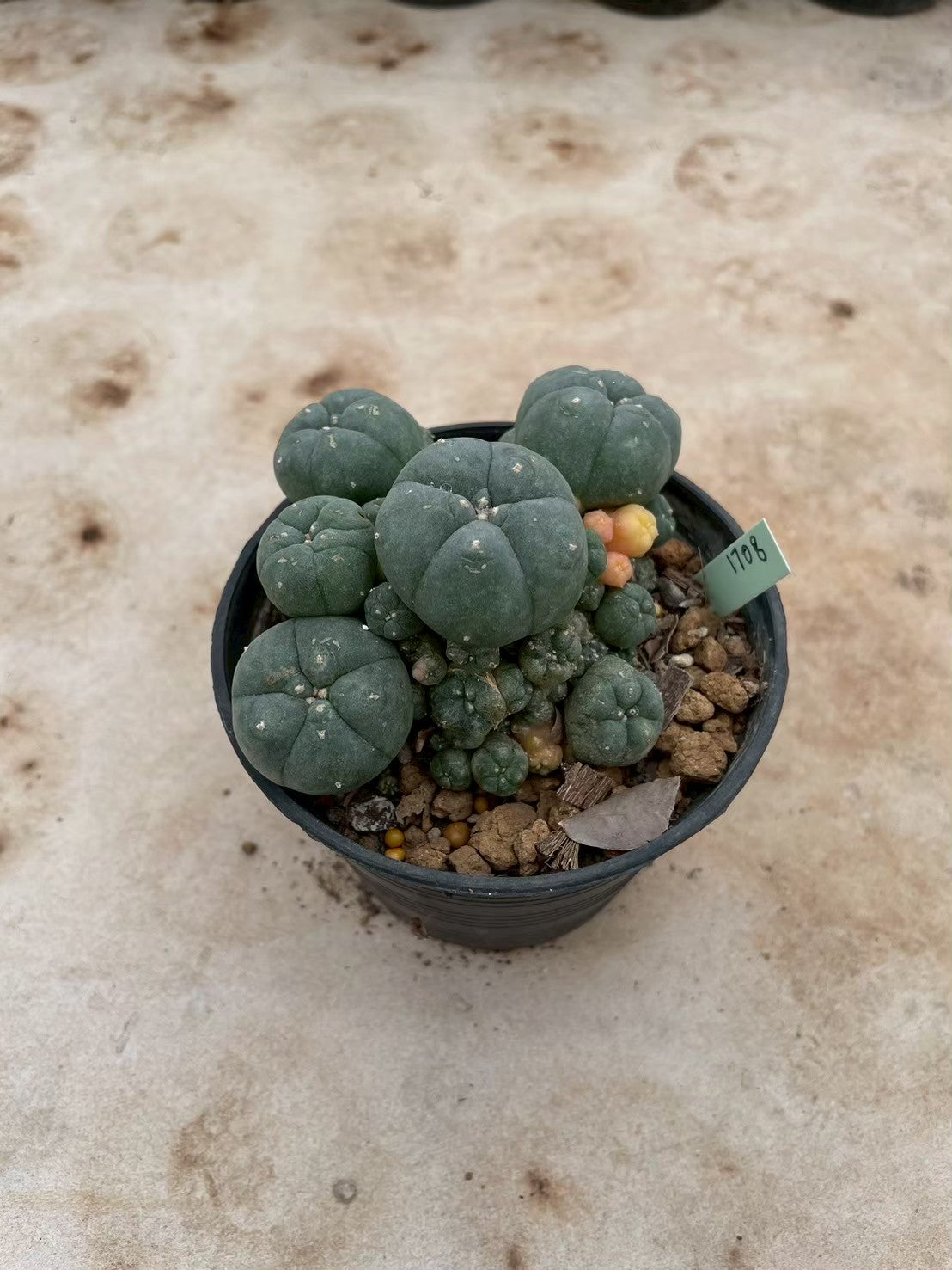 Lophophora williamsii variegate – Peyote Cactus (3-4 cm, Own Root) 12 years old