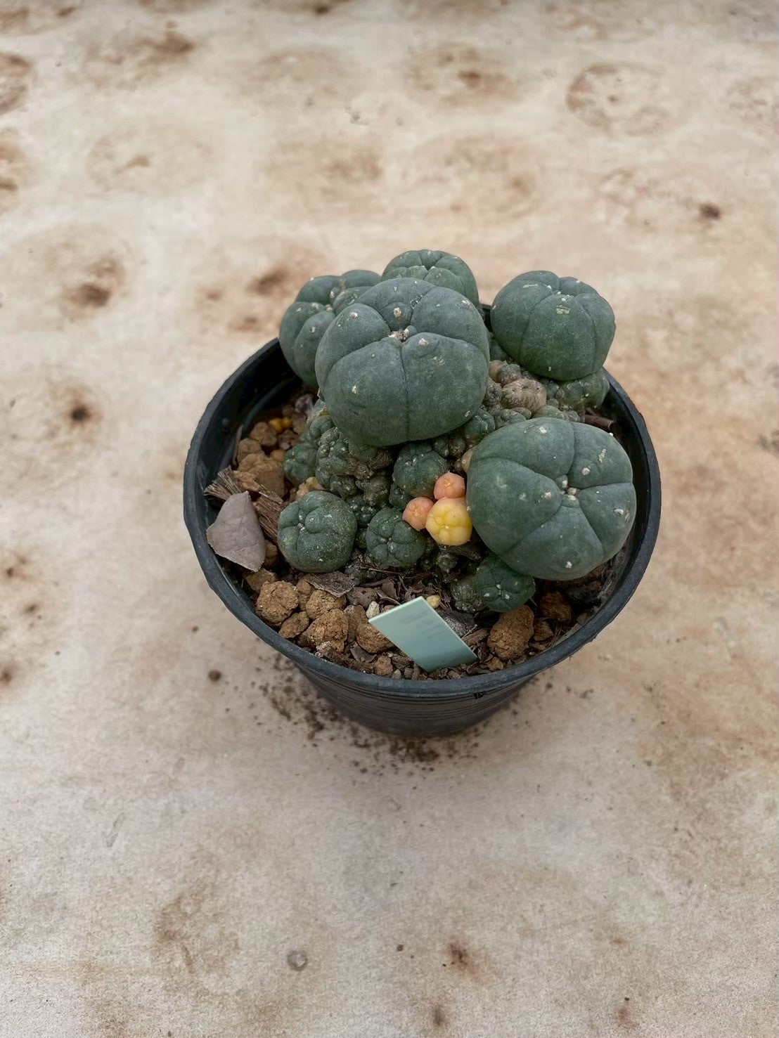 Lophophora williamsii variegate – Peyote Cactus (3-4 cm, Own Root) 12 years old