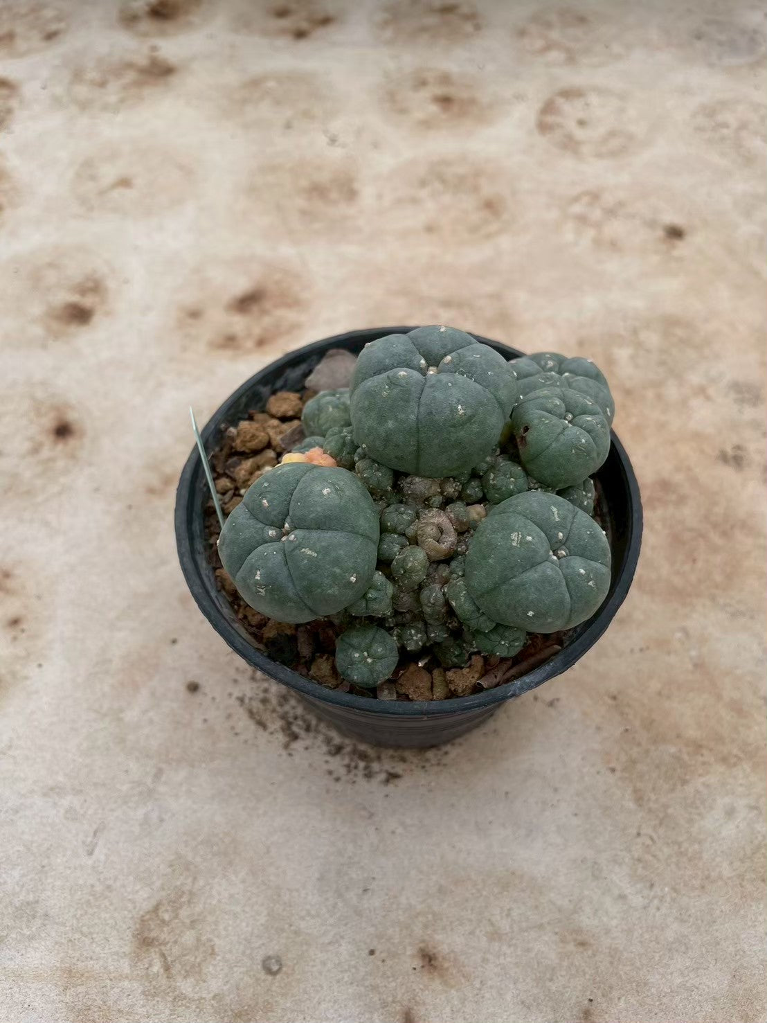 Lophophora williamsii variegate – Peyote Cactus (3-4 cm, Own Root) 12 years old